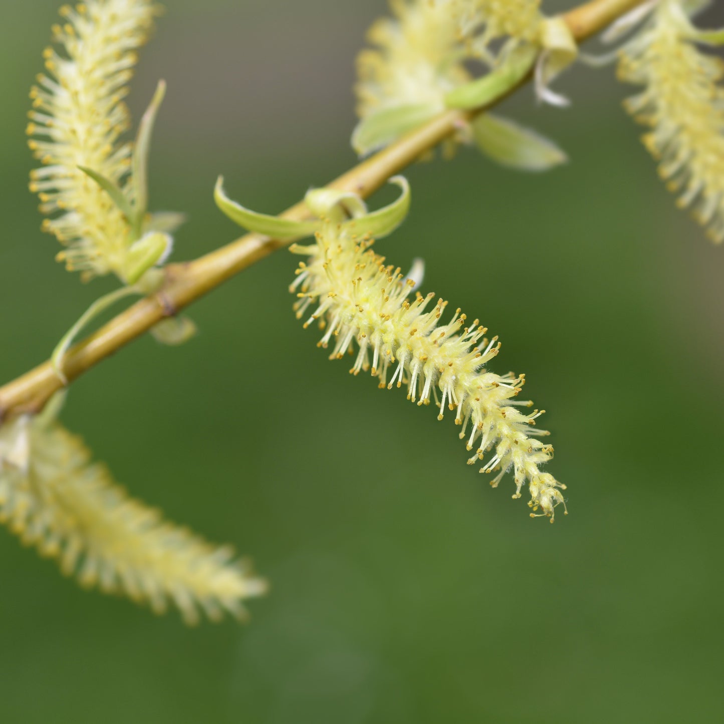 Golden Willow Tree