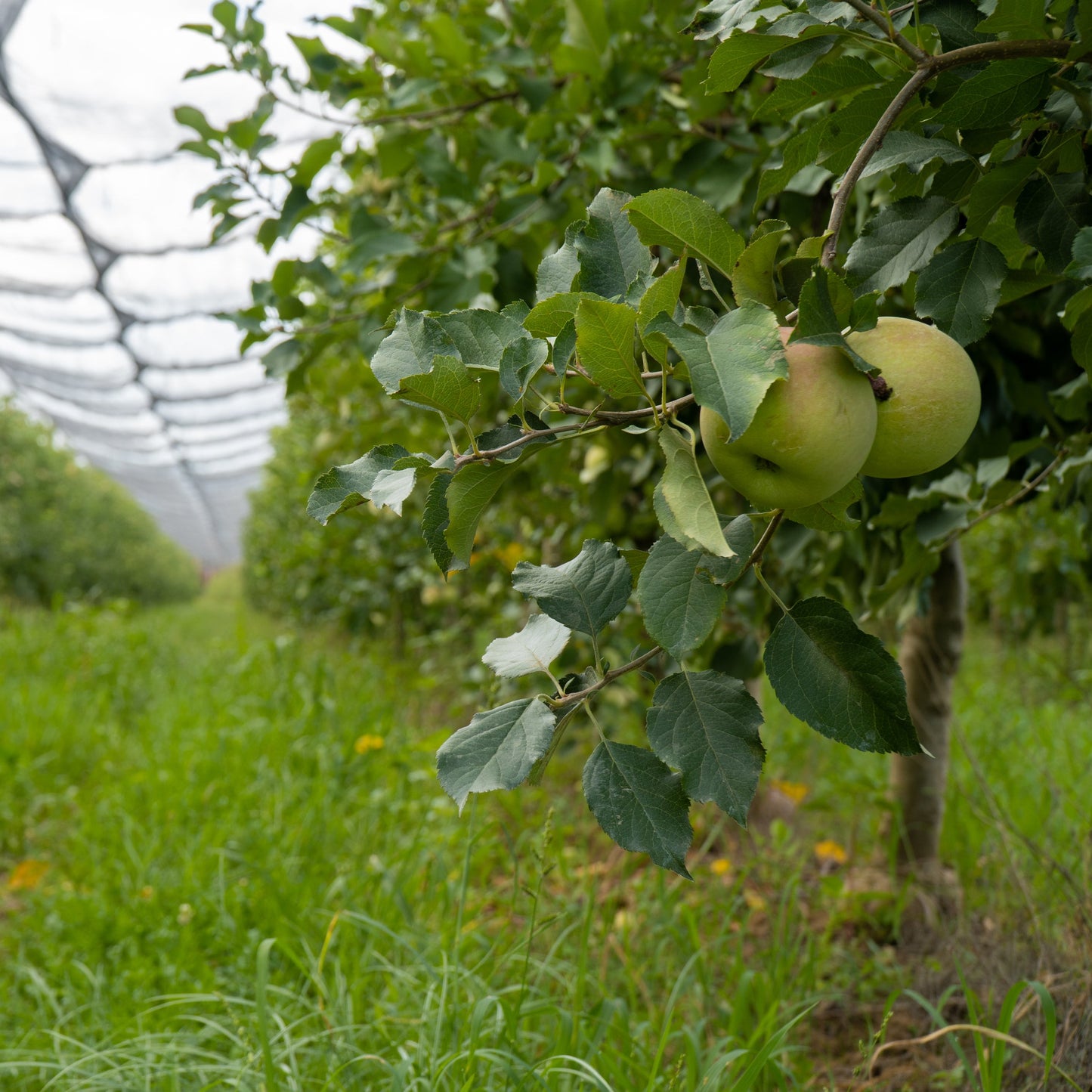 Granny Smith Apple Tree