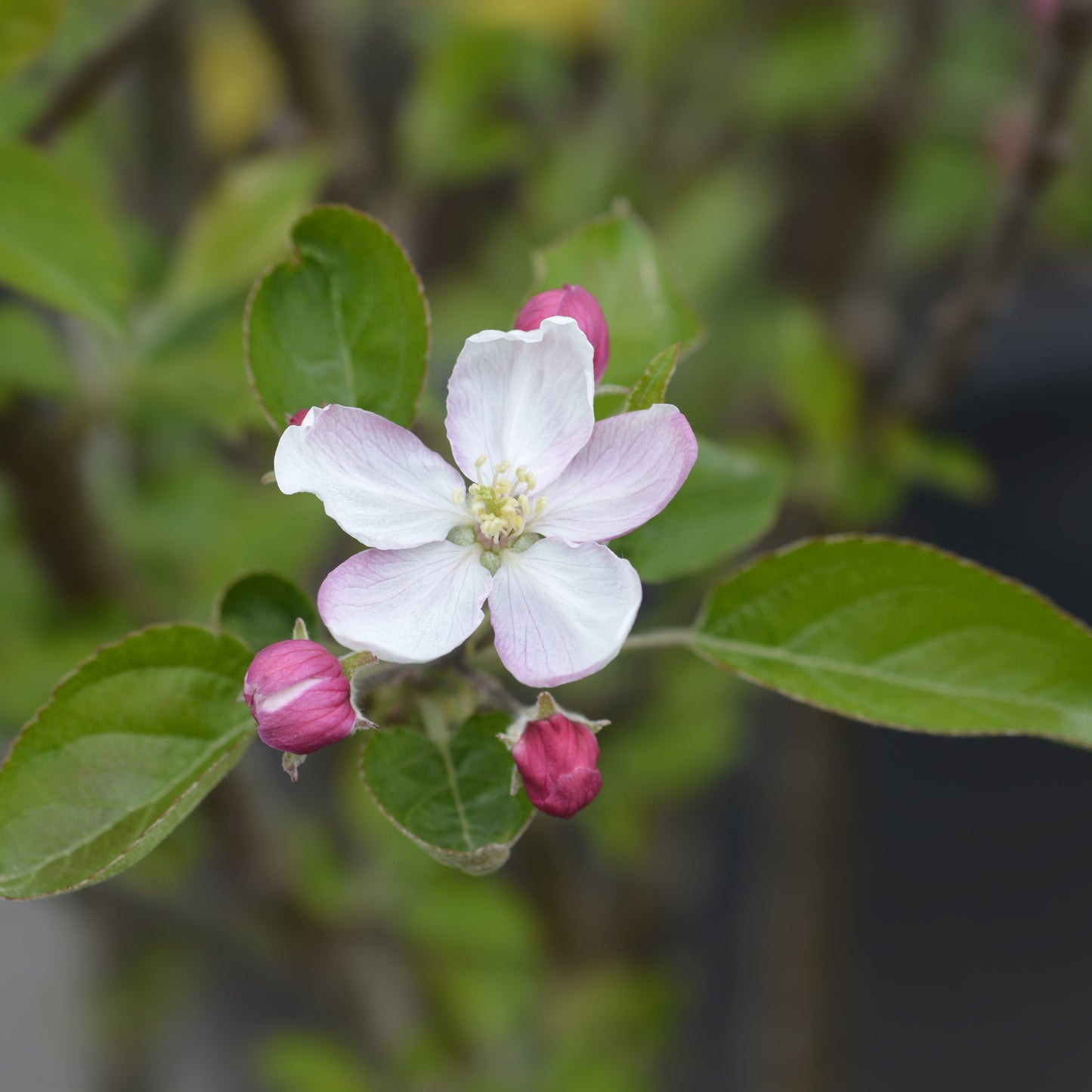 Granny Smith Apple Tree