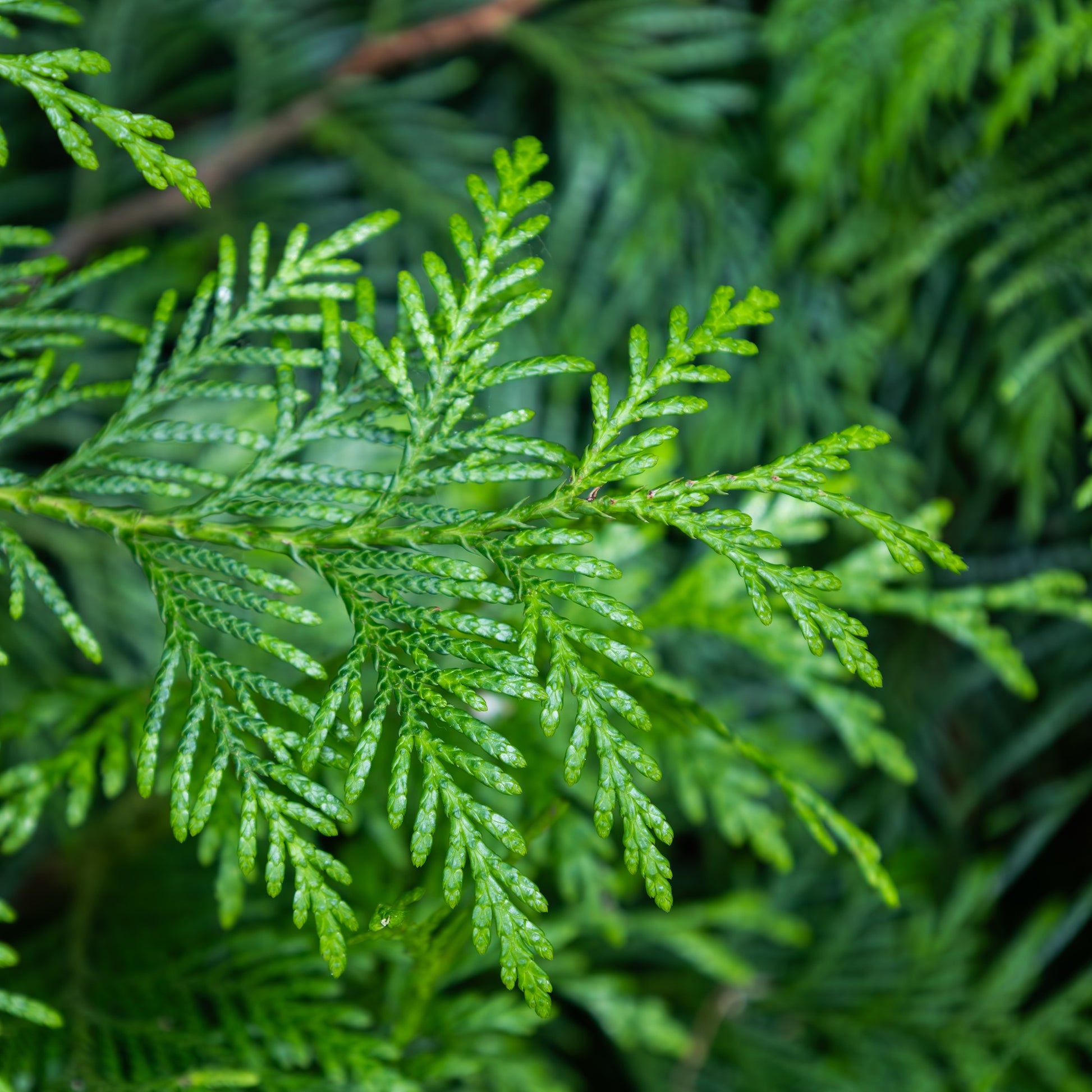 Green Giant Arborvitae Tree - Needled Evergreen - Buy Online at Barely Rooted