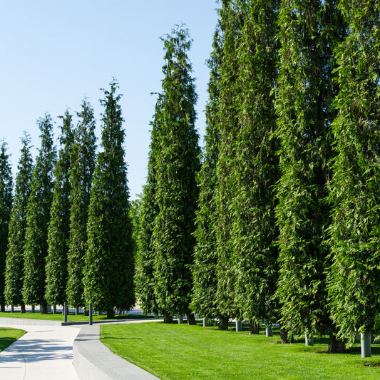 Green Giant Arborvitae Tree - Needled Evergreen - Buy Online at Barely Rooted