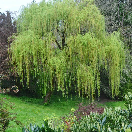 Weeping Willow Tree - Shade Tree - Buy Online at Barely Rooted