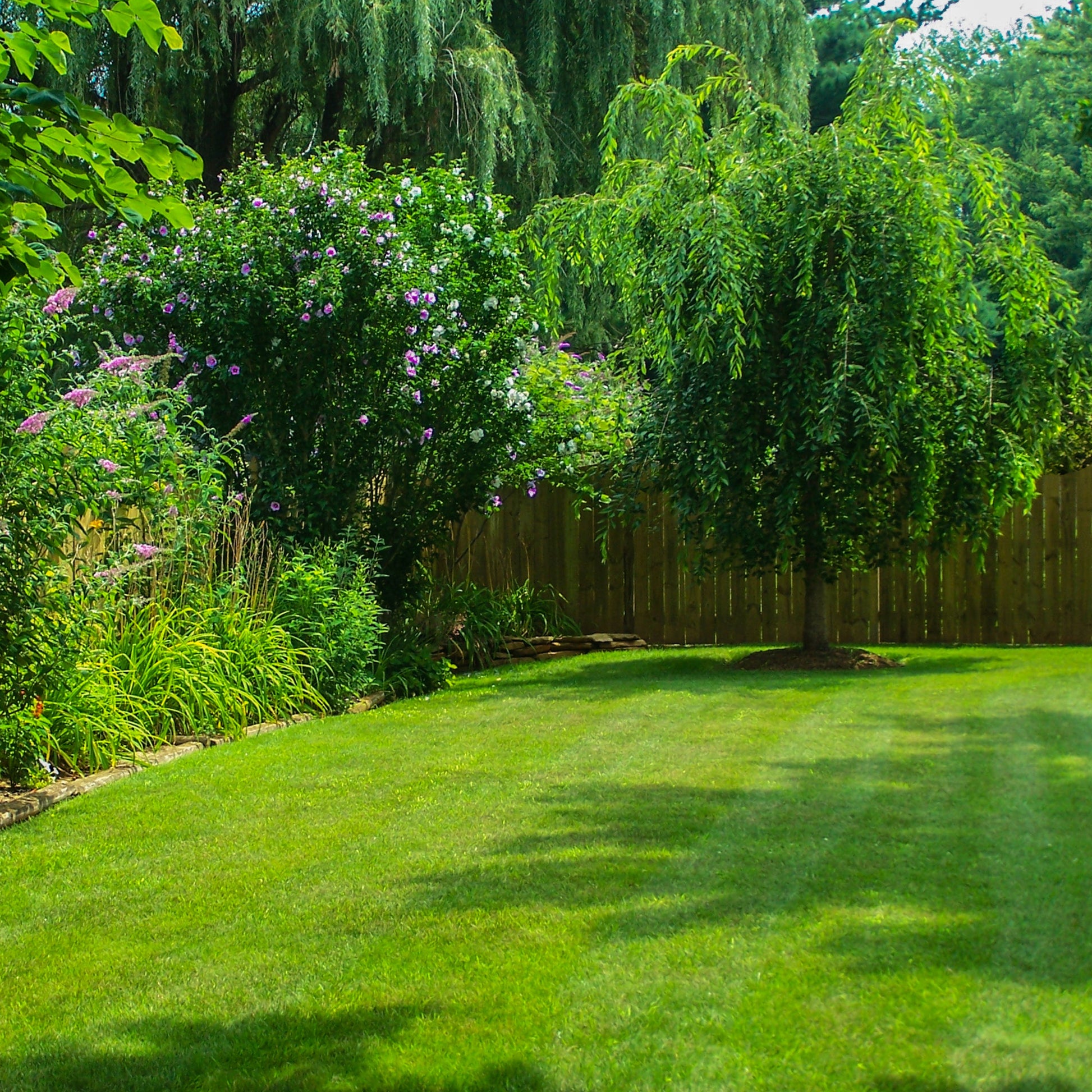 Weeping Willow Tree - Shade Tree - Buy Online at Barely Rooted