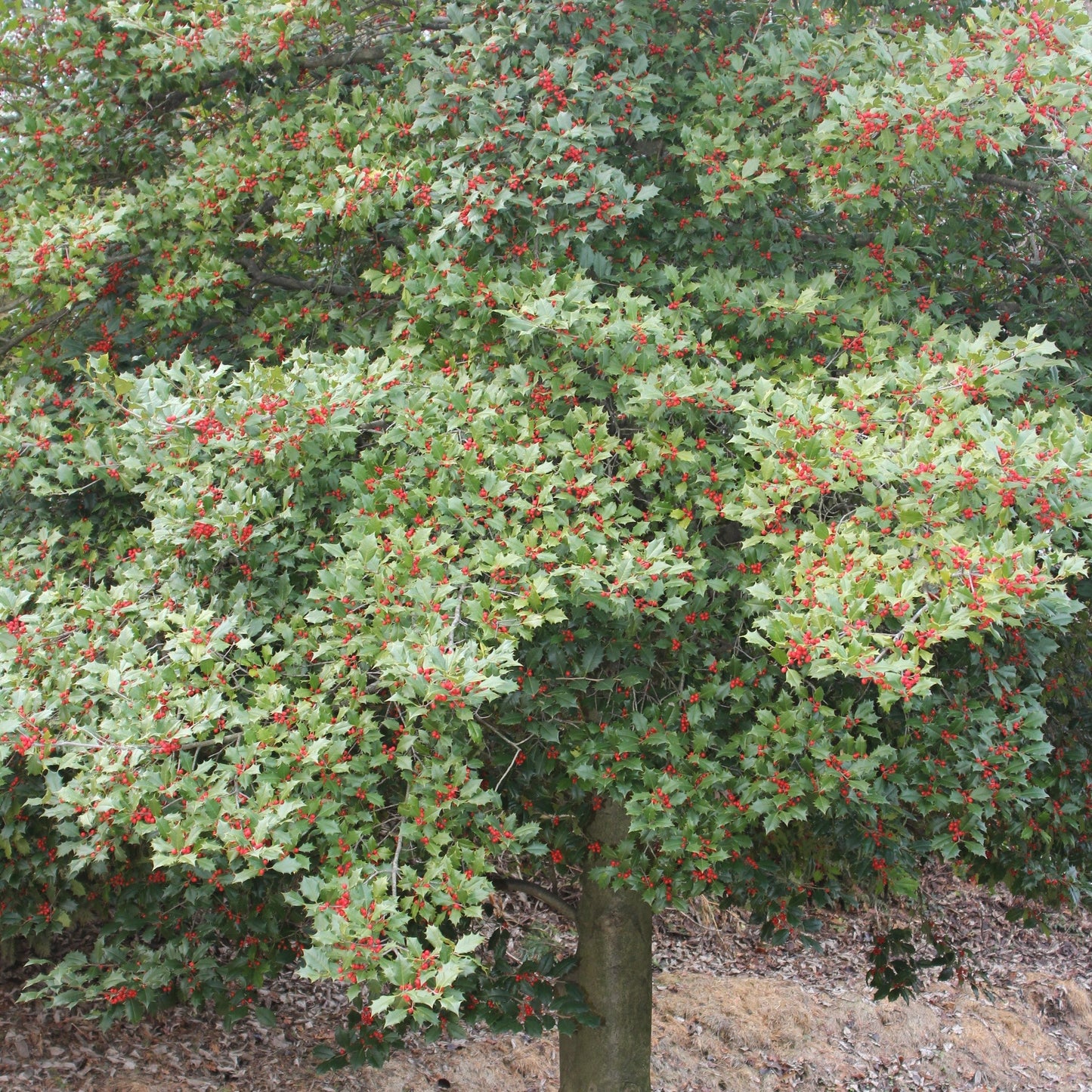 American Holly - Evergreen - Buy Online at Barely Rooted
