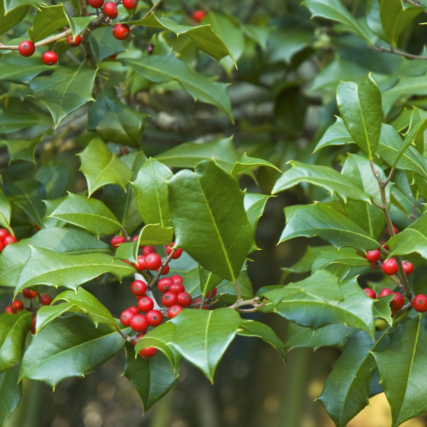 American Holly - Evergreen - Buy Online at Barely Rooted