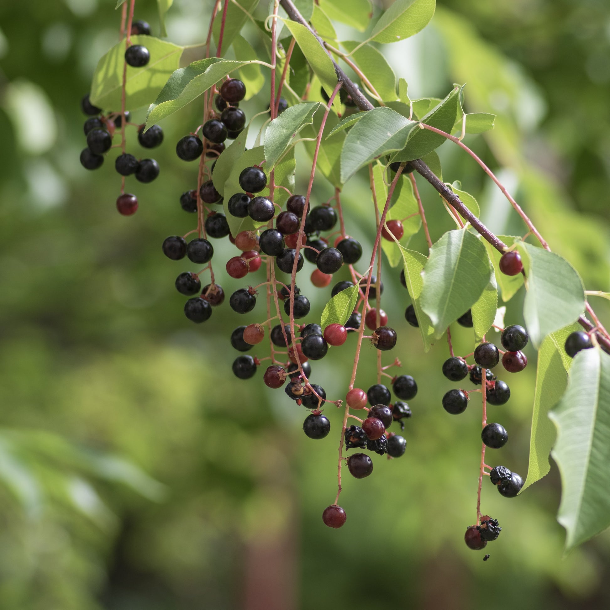 Hackberry Tree - Fruit Tree - Buy Online at Barely Rooted
