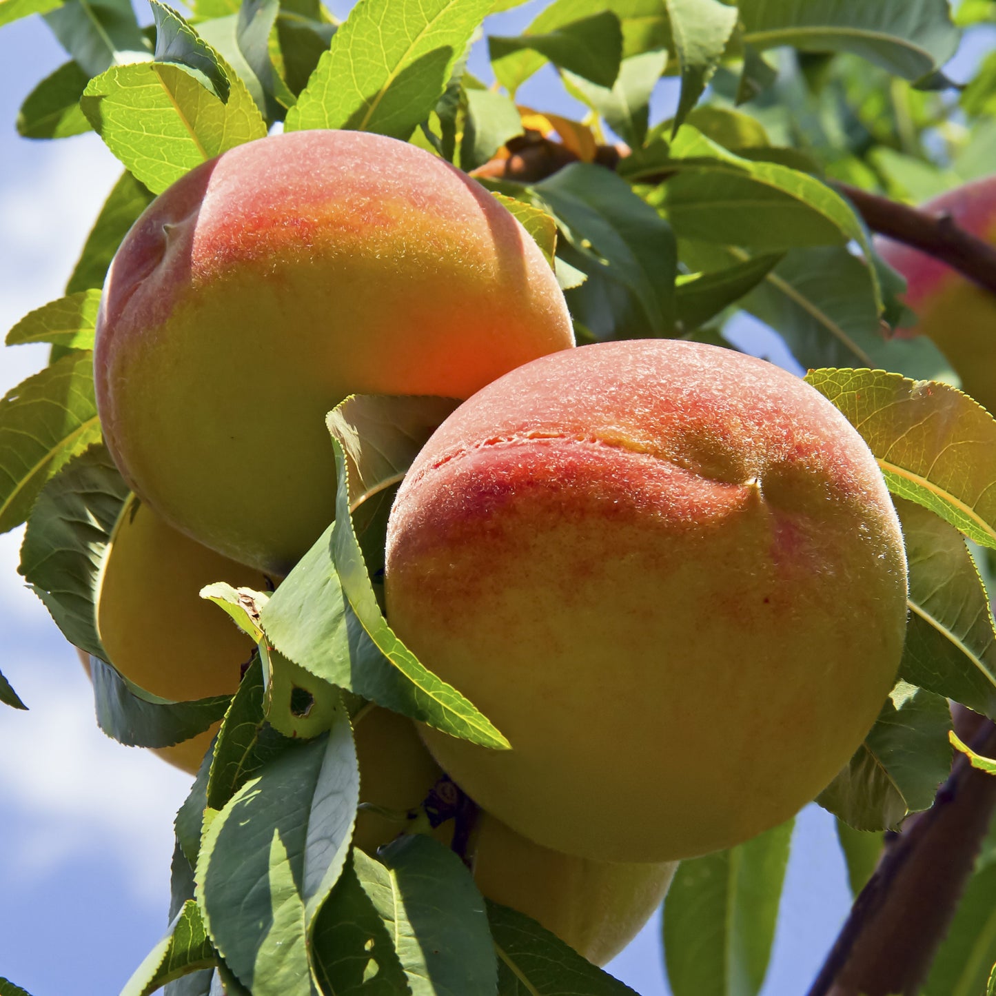 Harvester Peach Tree