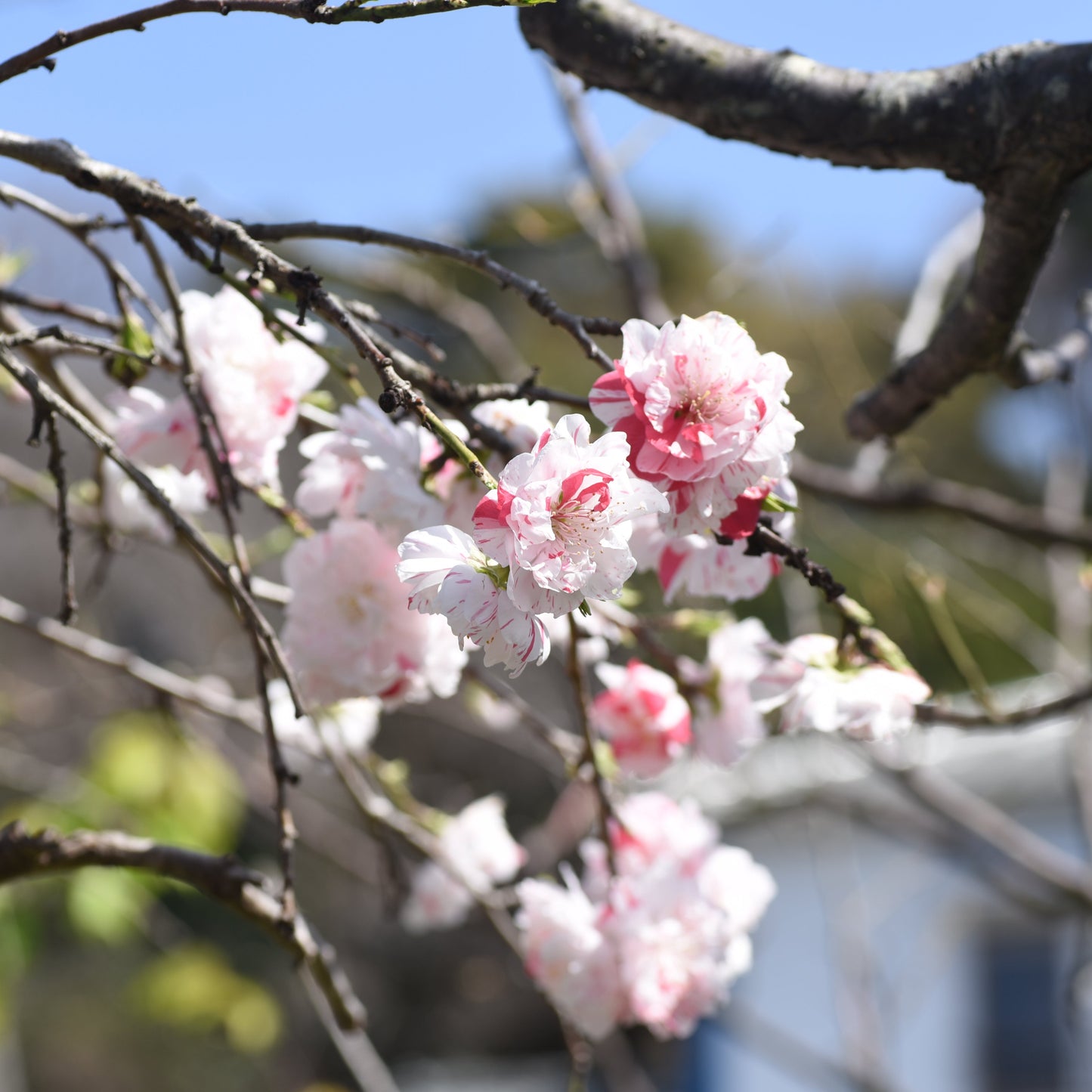 Harvester Peach Tree - Fruit Tree - Buy Online at Barely Rooted