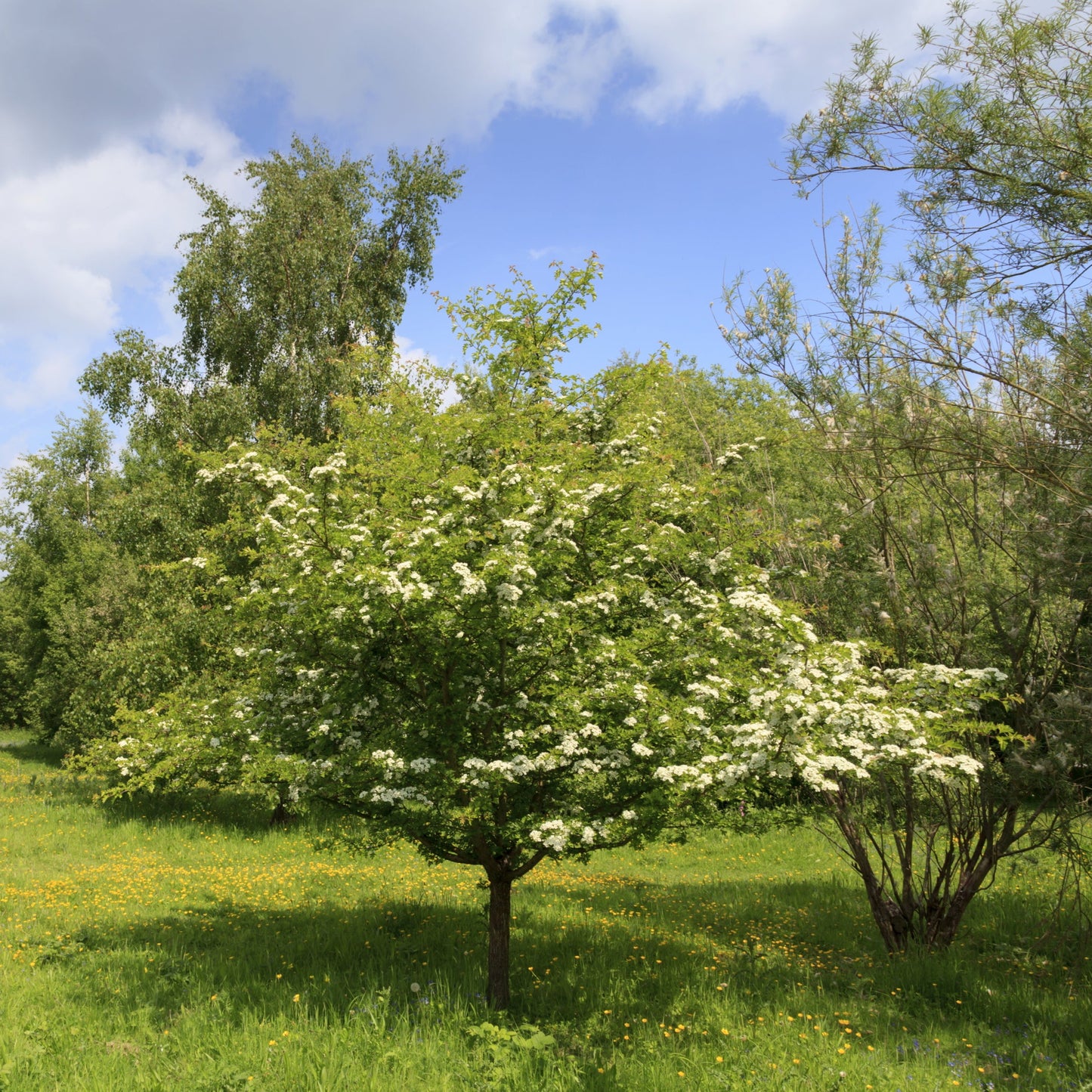 Washington Hawthorn Tree - Flowering Tree - Buy Online at Barely Rooted