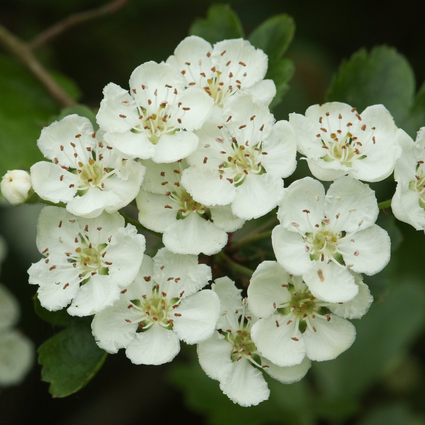 Washington Hawthorn Tree - Flowering Tree - Buy Online at Barely Rooted