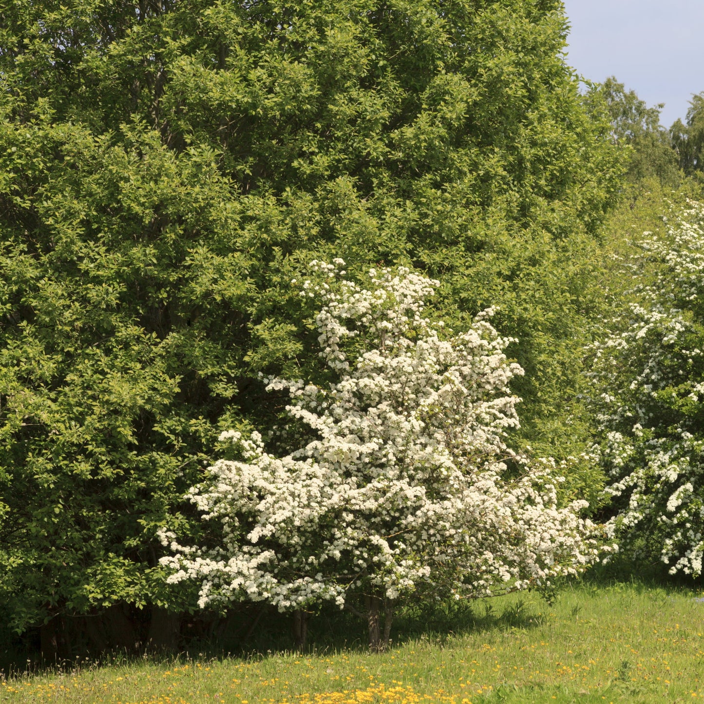 Washington Hawthorn Tree - Flowering Tree - Buy Online at Barely Rooted