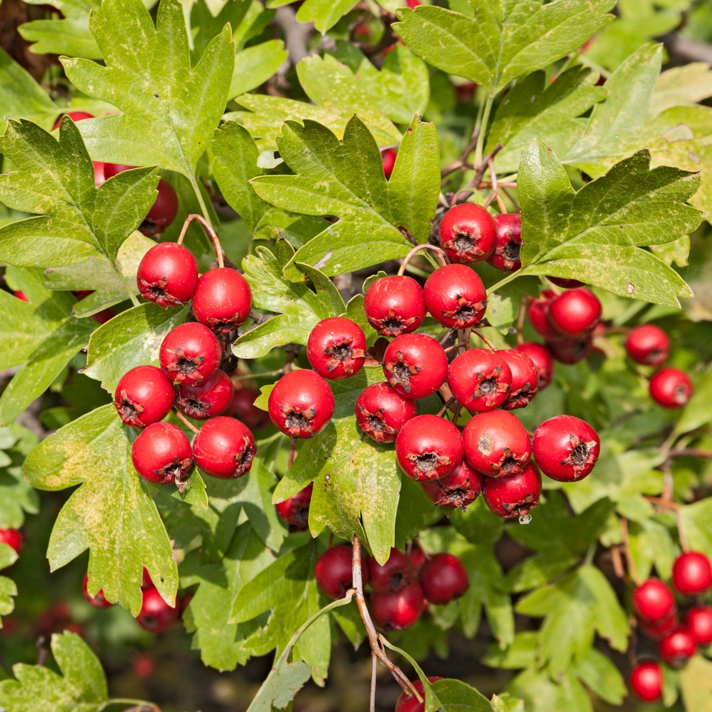 Washington Hawthorn Tree - Flowering Tree - Buy Online at Barely Rooted