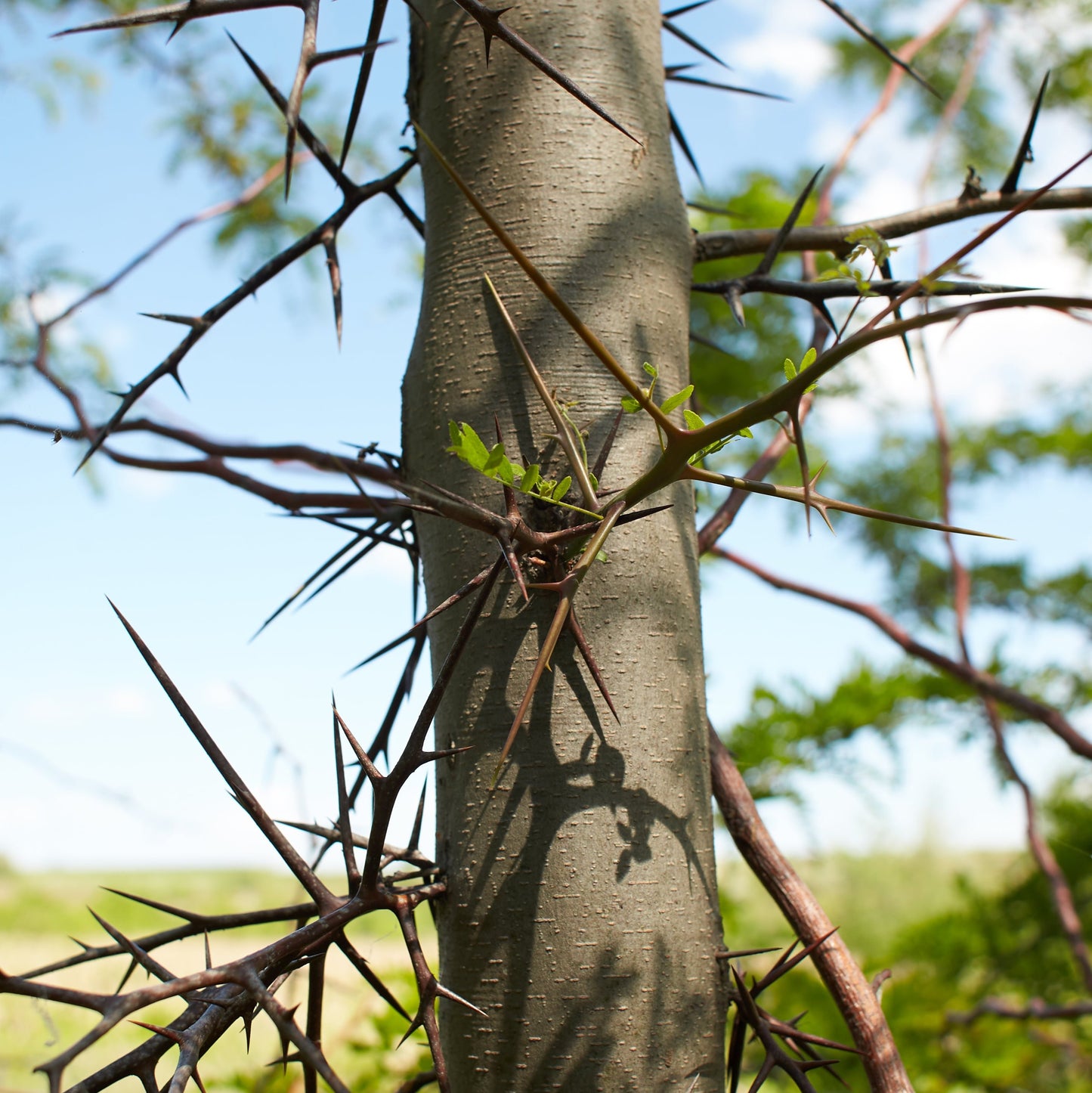Honey Locust Tree - Shade Tree - Buy Online at Barely Rooted
