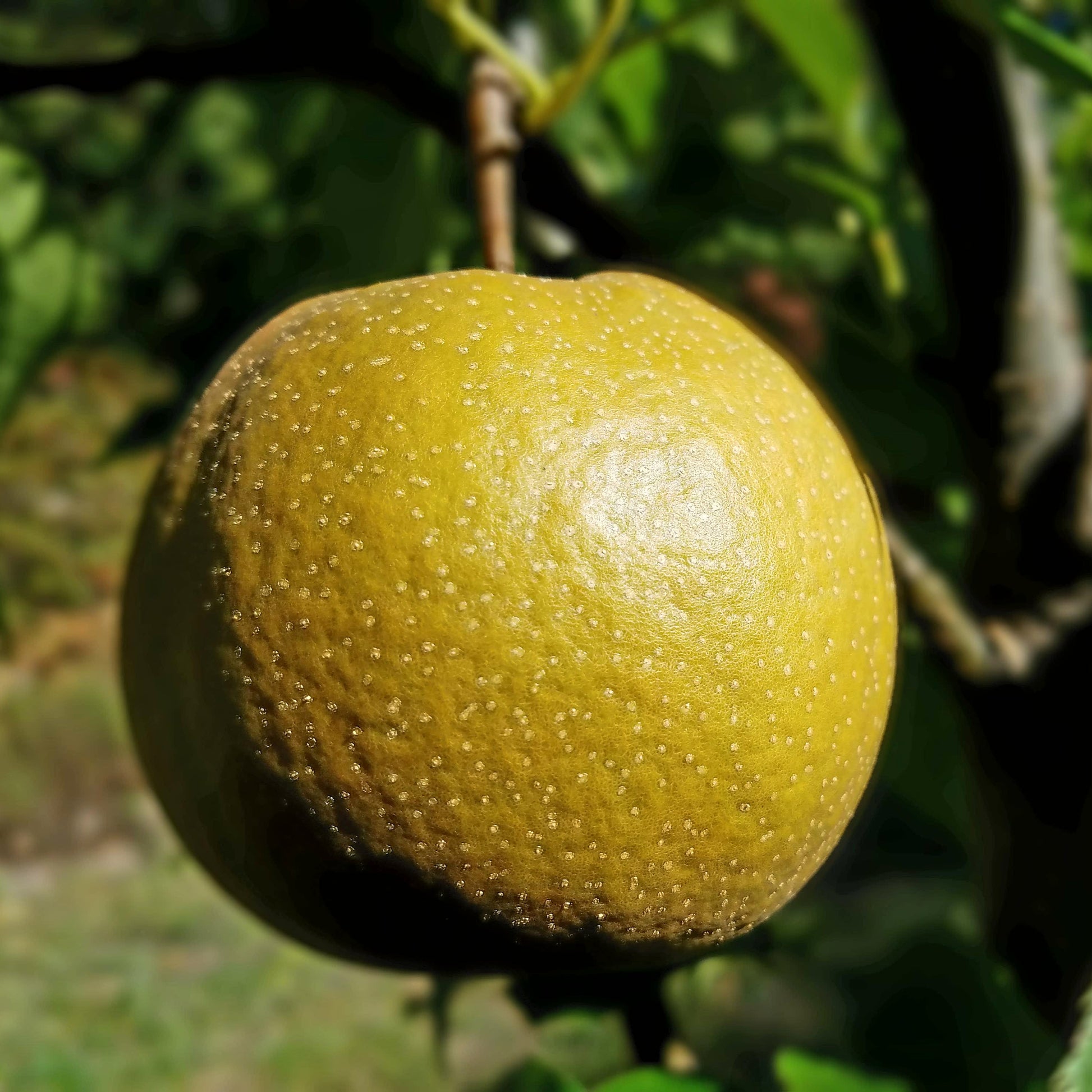 Hosui Asian Pear Tree - Fruit Tree - Buy Online at Barely Rooted