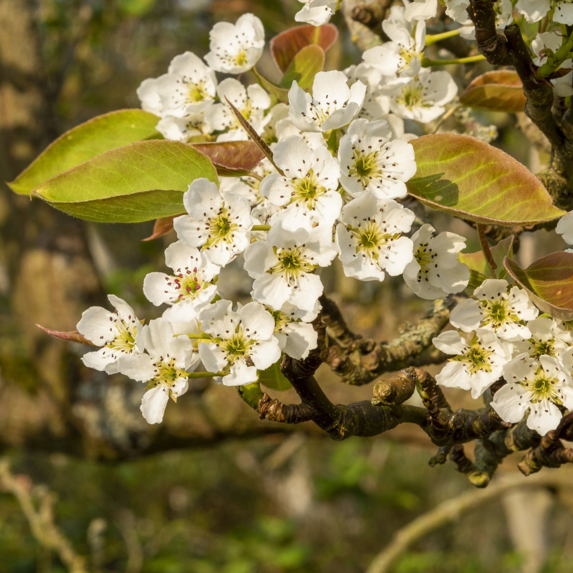 Hosui Asian Pear Tree - Fruit Tree - Buy Online at Barely Rooted