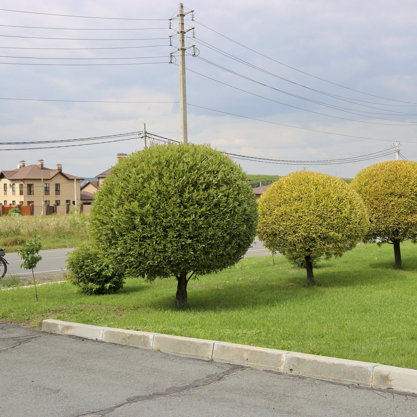 Hybrid Willow Tree - Shade Tree - Buy Online at Barely Rooted