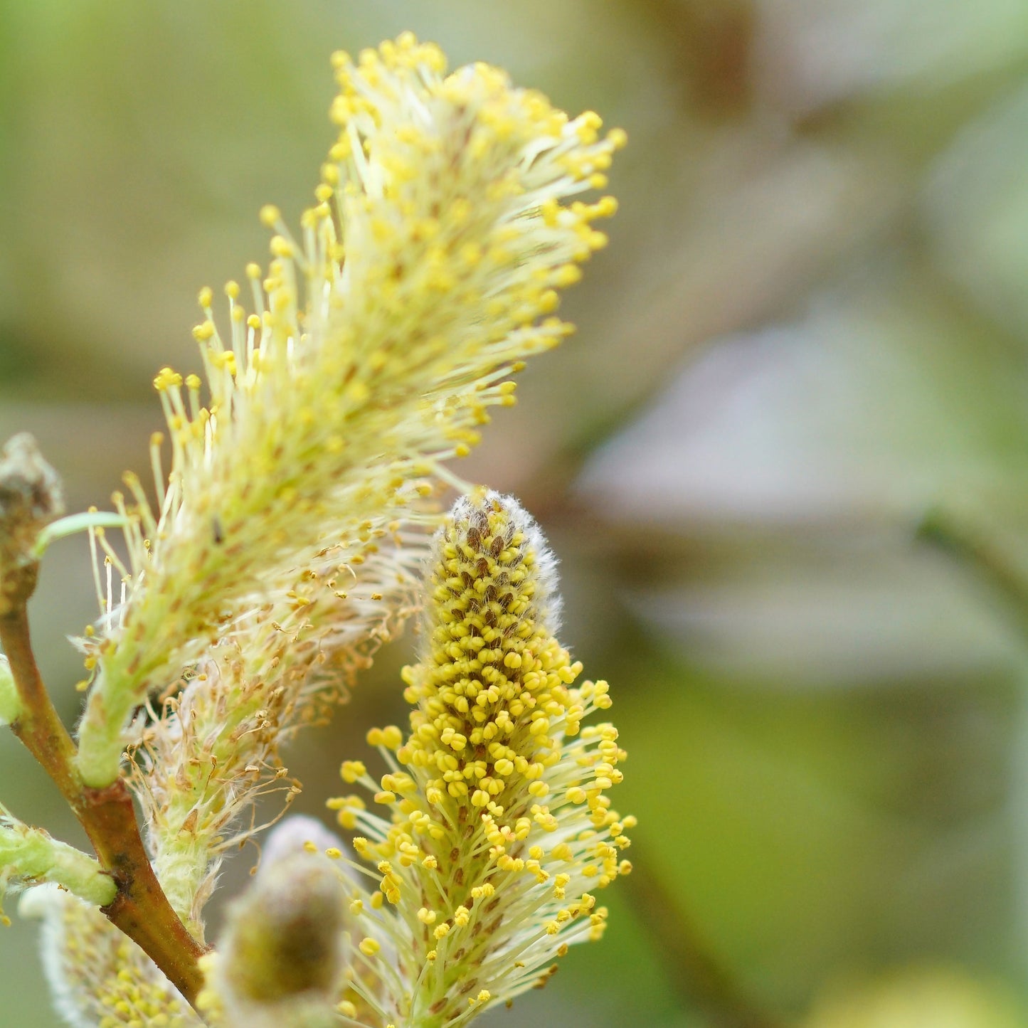 Hybrid Willow Tree - Shade Tree - Buy Online at Barely Rooted