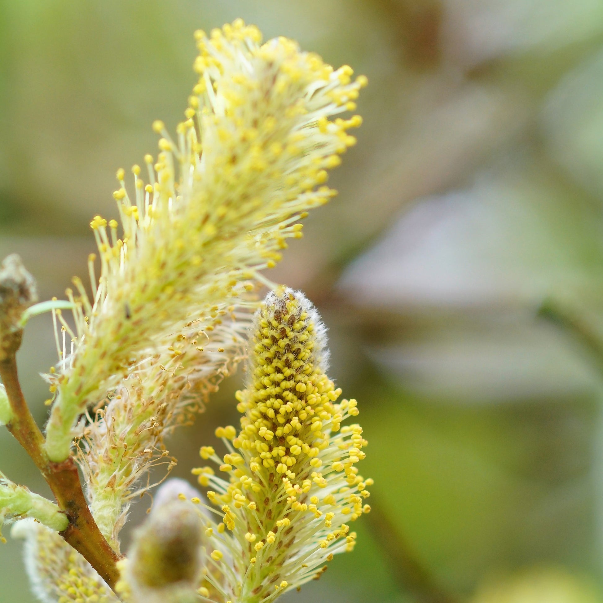 Hybrid Willow Tree - Shade Tree - Buy Online at Barely Rooted
