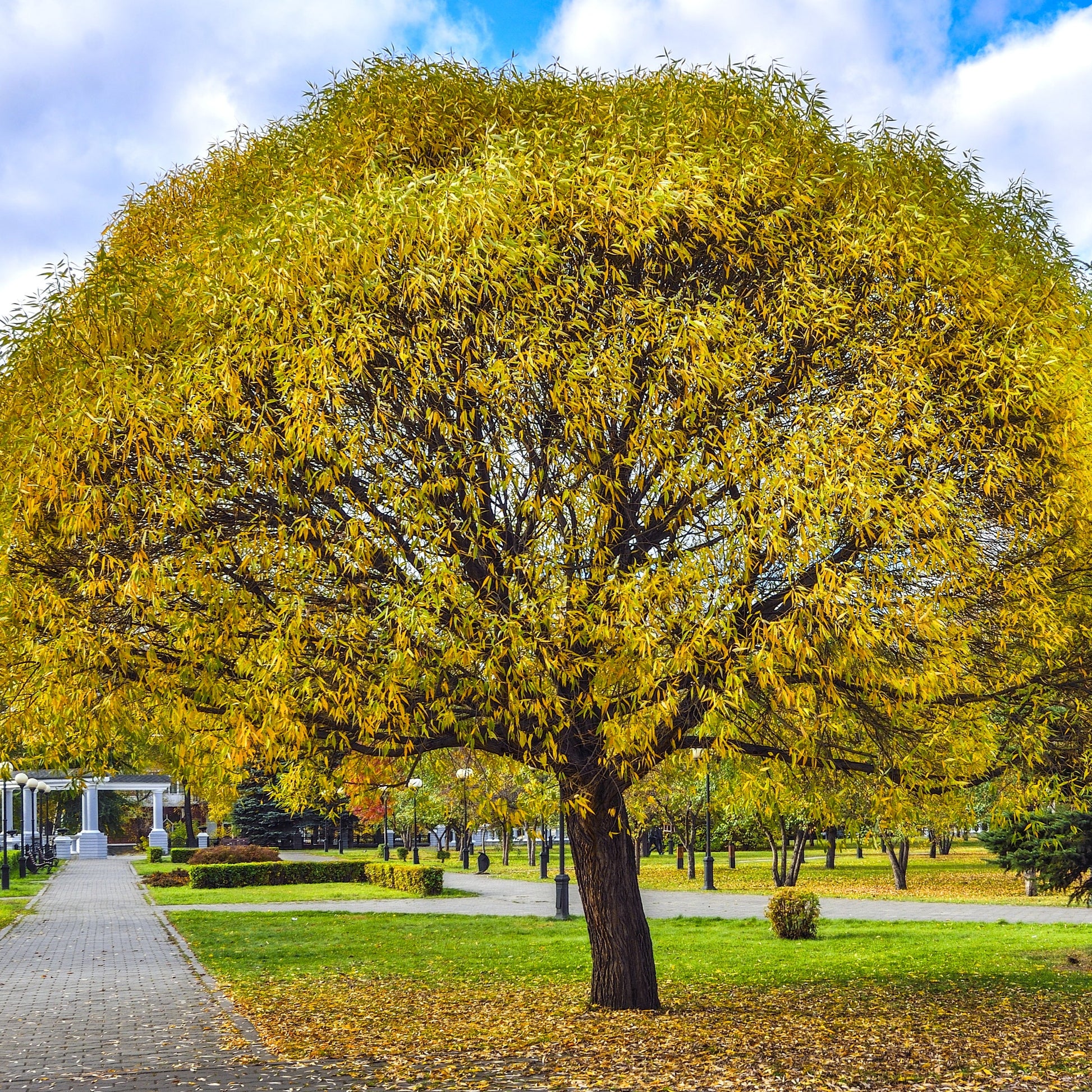 Hybrid Willow Tree - Shade Tree - Buy Online at Barely Rooted
