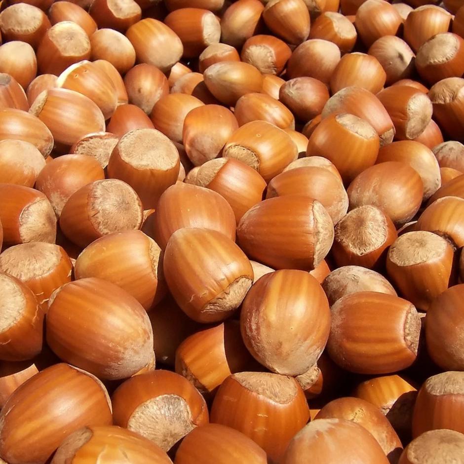 American Hazelnut Tree - Nut Tree - Buy Online at Barely Rooted