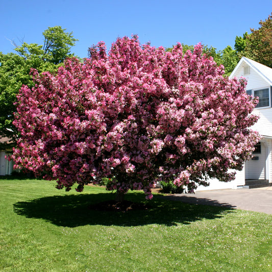 Indian Summer Crabapple - Flowering Tree - Buy Online at Barely Rooted