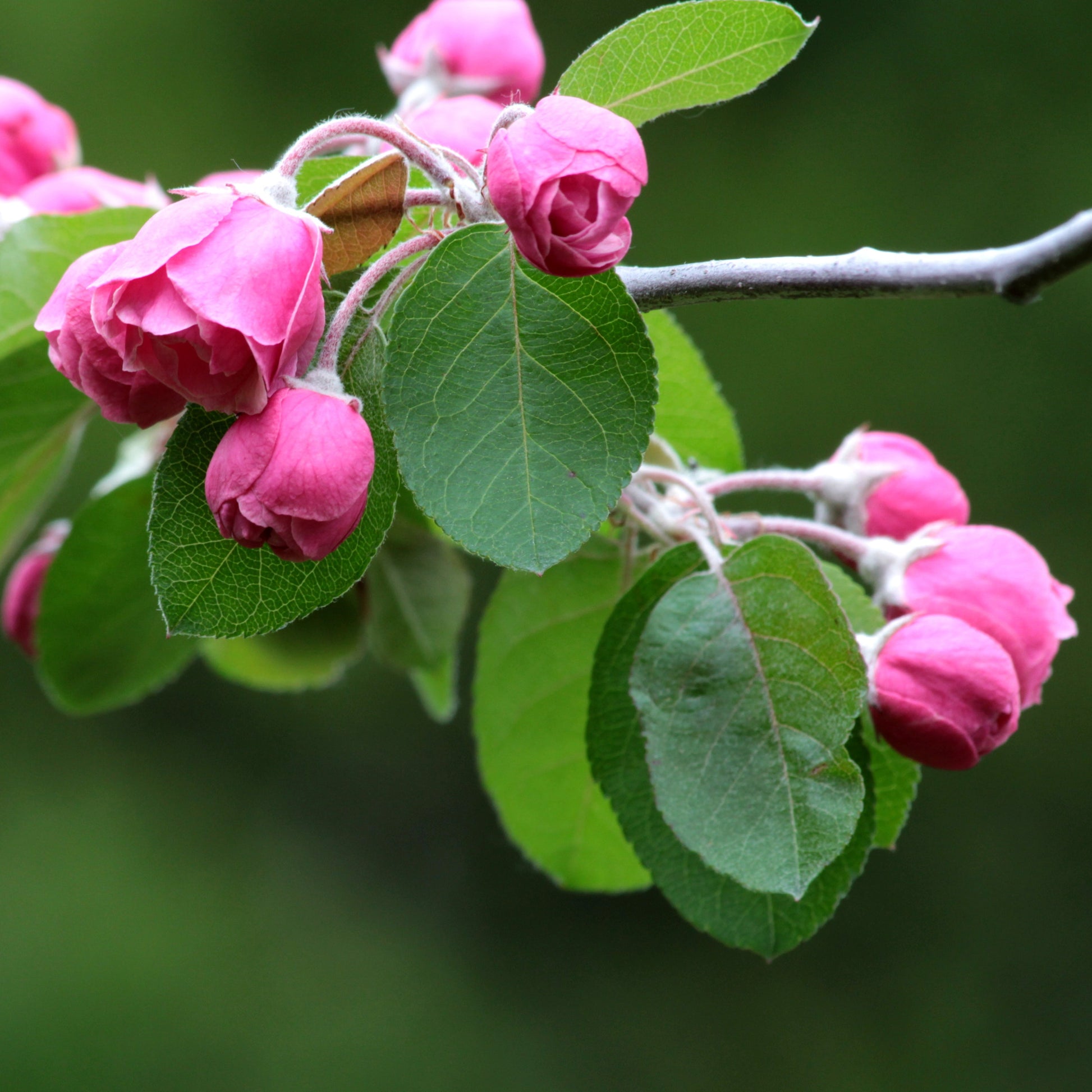Indian Summer Crabapple - Flowering Tree - Buy Online at Barely Rooted