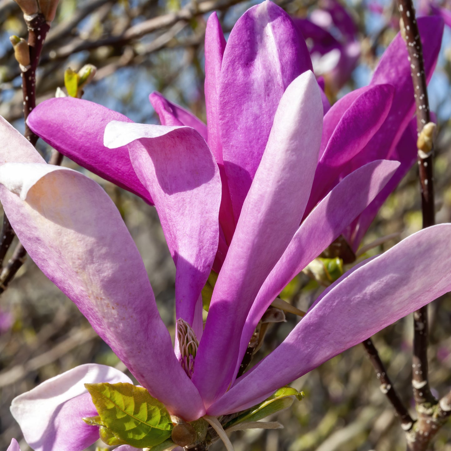 Jane Magnolia Tree - Flowering Shrub - Buy Online at Barely Rooted