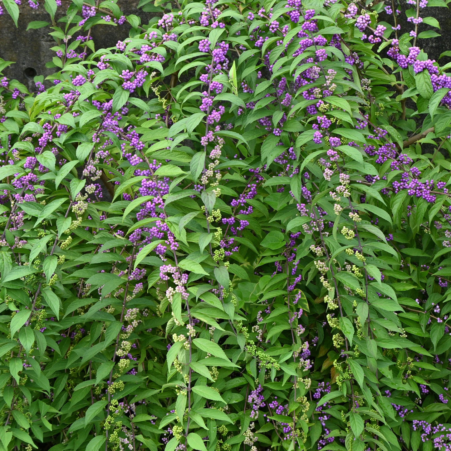 Japanese Beautyberry Shrub - Flowering Shrub - Buy Online at Barely Rooted