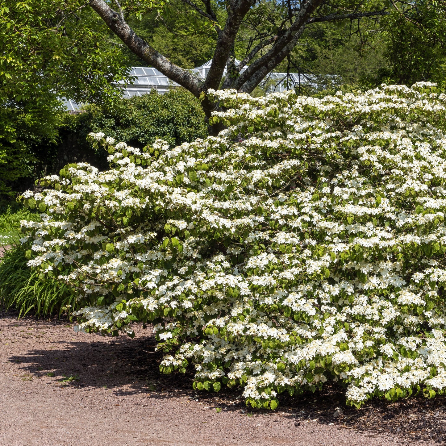 Japanese Snowball Bush - Flowering Shrub - Buy Online at Barely Rooted
