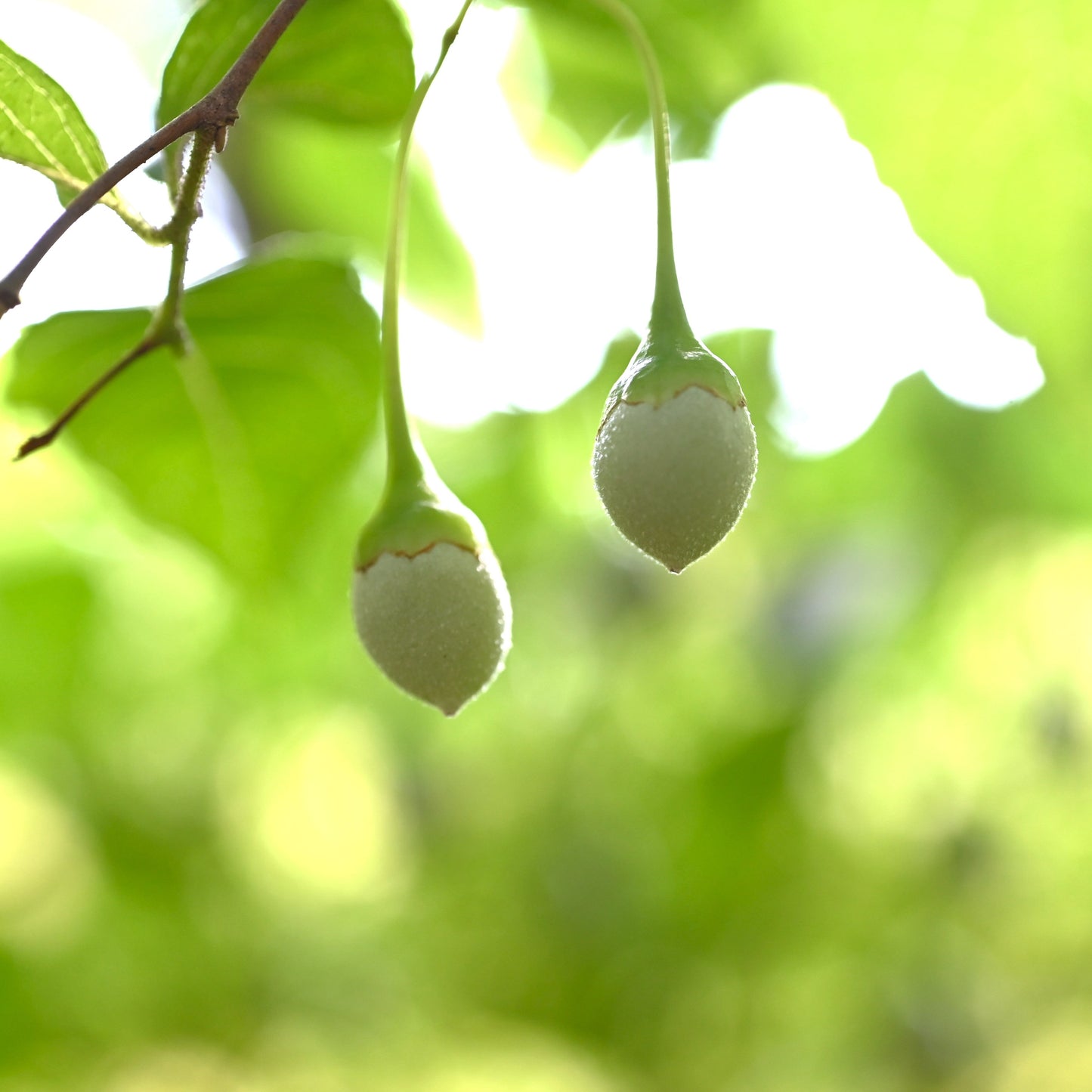 Japanese Snowbell Tree