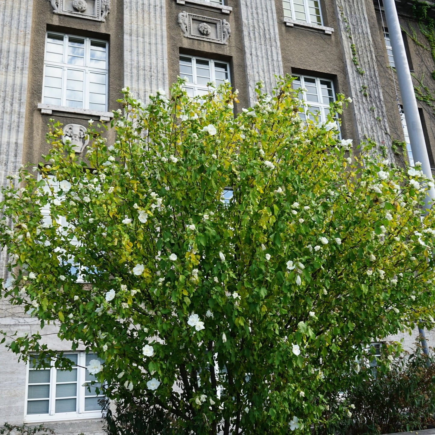 Jeanne D'Arc Althea Bush - Flowering Shrub - Buy Online at Barely Rooted