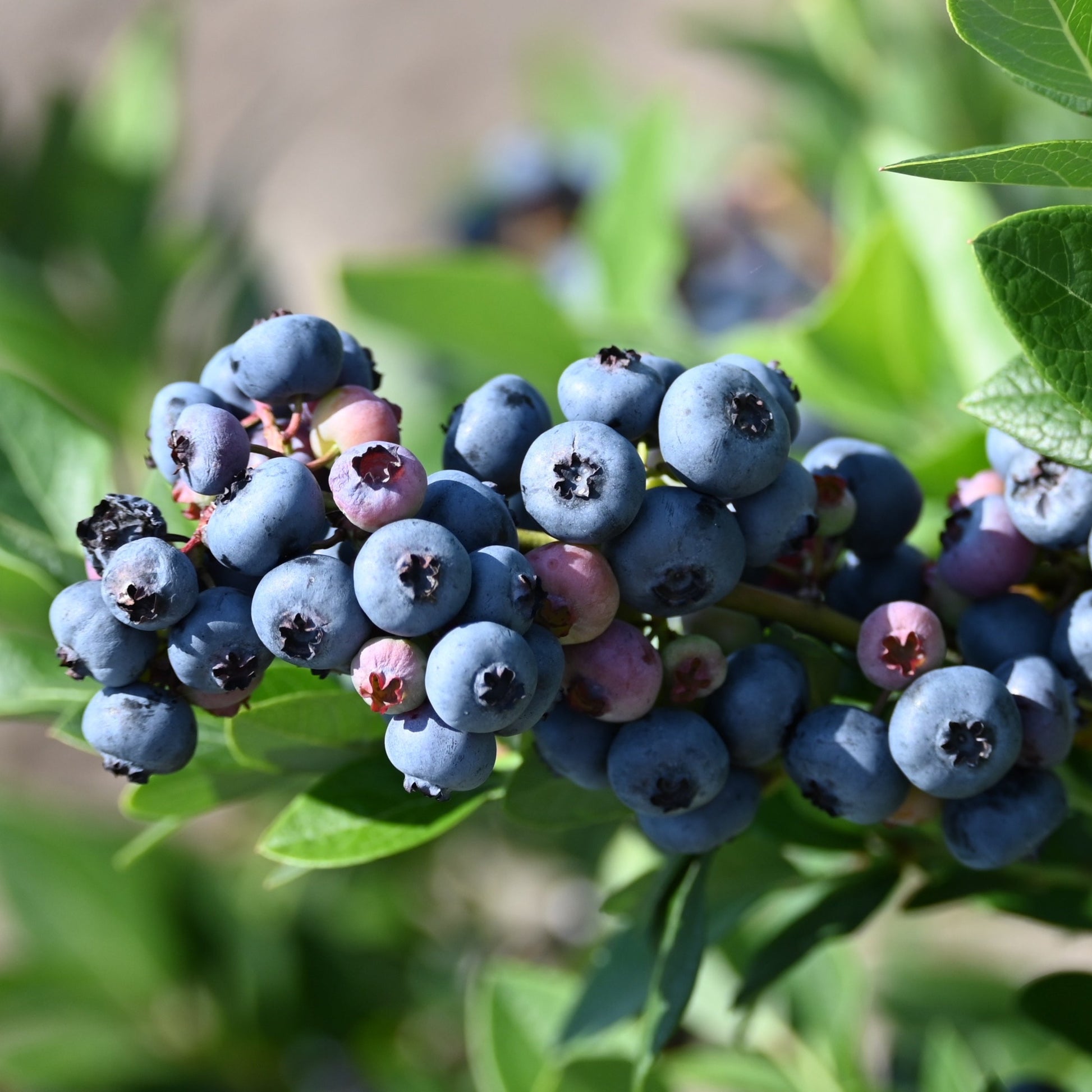 Jersey Blueberry Bush - Berry Plant - Buy Online at Barely Rooted