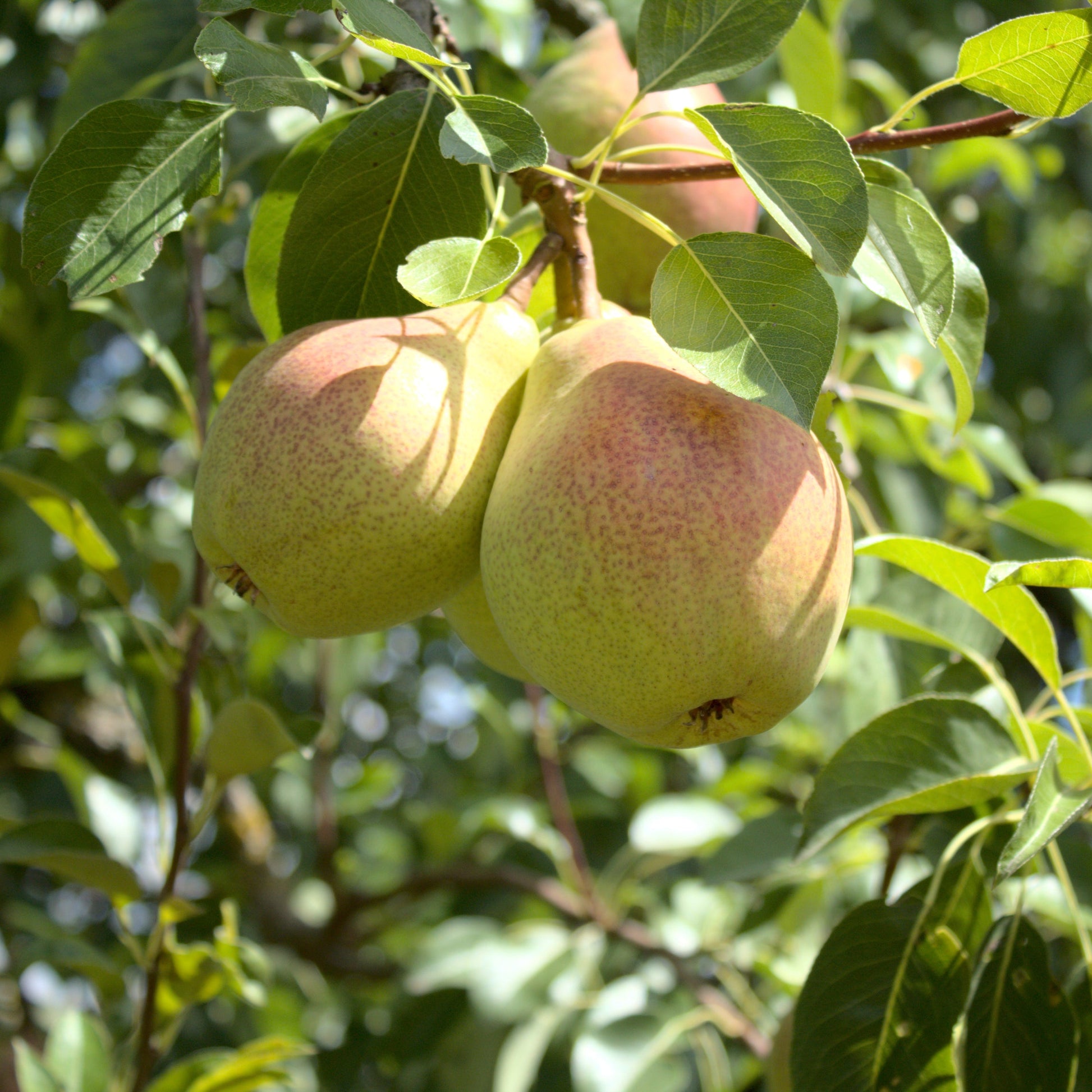 Kieffer Pear Tree - Fruit Tree - Buy Online at Barely Rooted