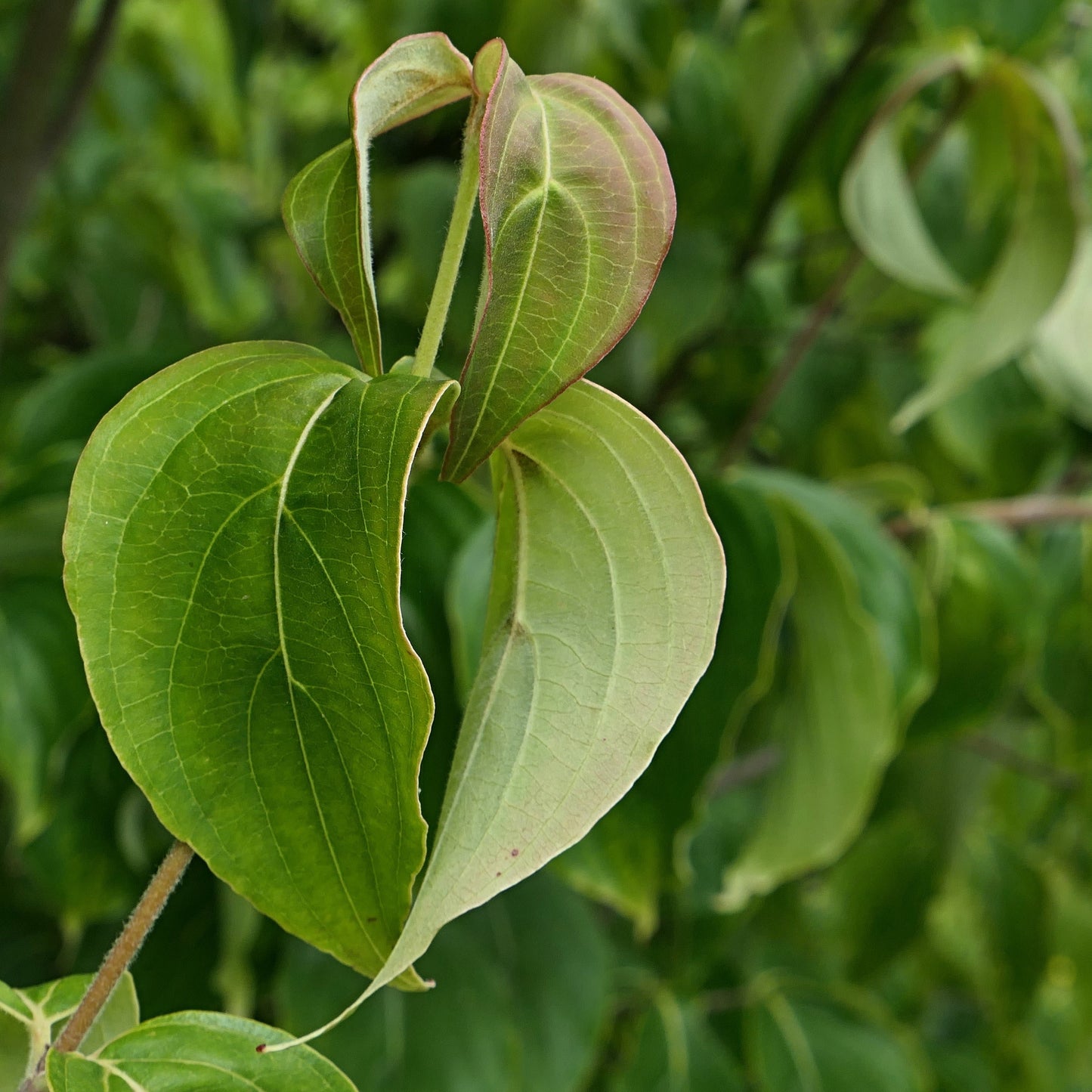 Kousa Dogwood Tree - Flowering Tree - Buy Online at Barely Rooted