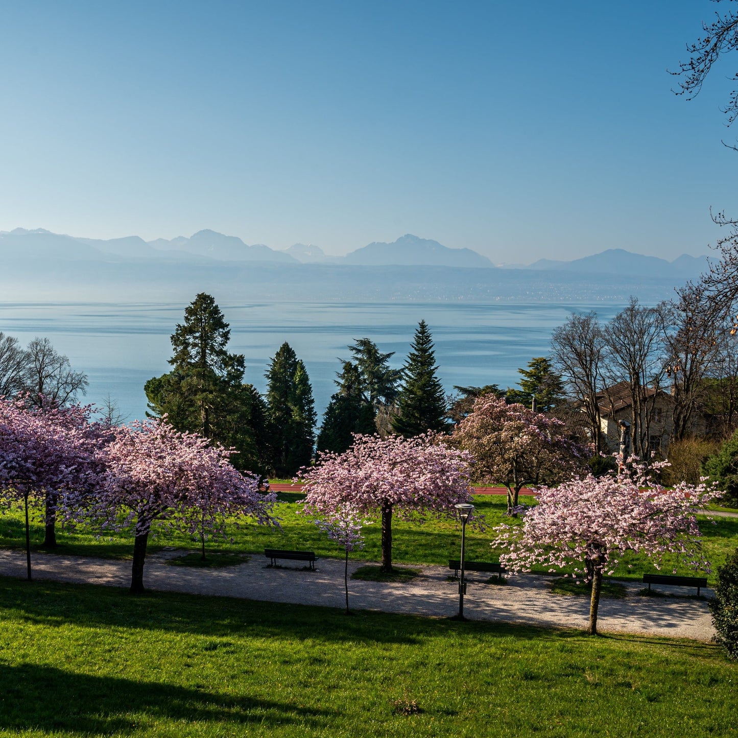 Kwanzan Cherry Tree - Flowering Tree - Buy Online at Barely Rooted