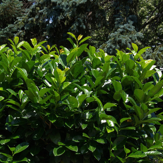 Cherry Laurel Shrub - Evergreen - Buy Online at Barely Rooted
