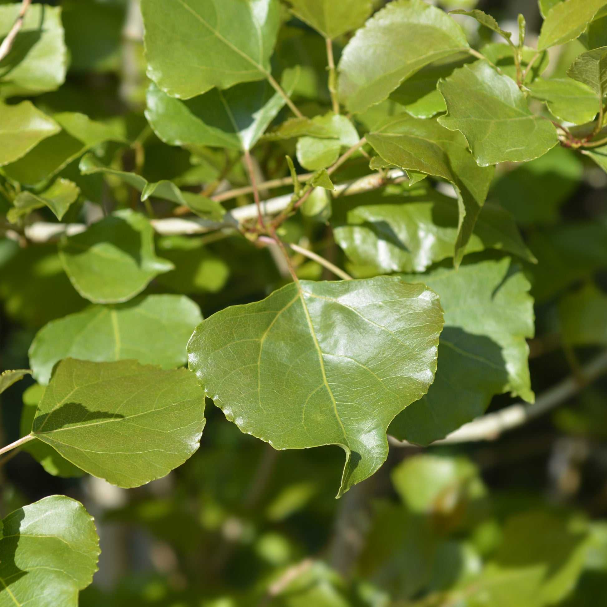Lombardy Poplar Tree - Shade Tree - Buy Online at Barely Rooted