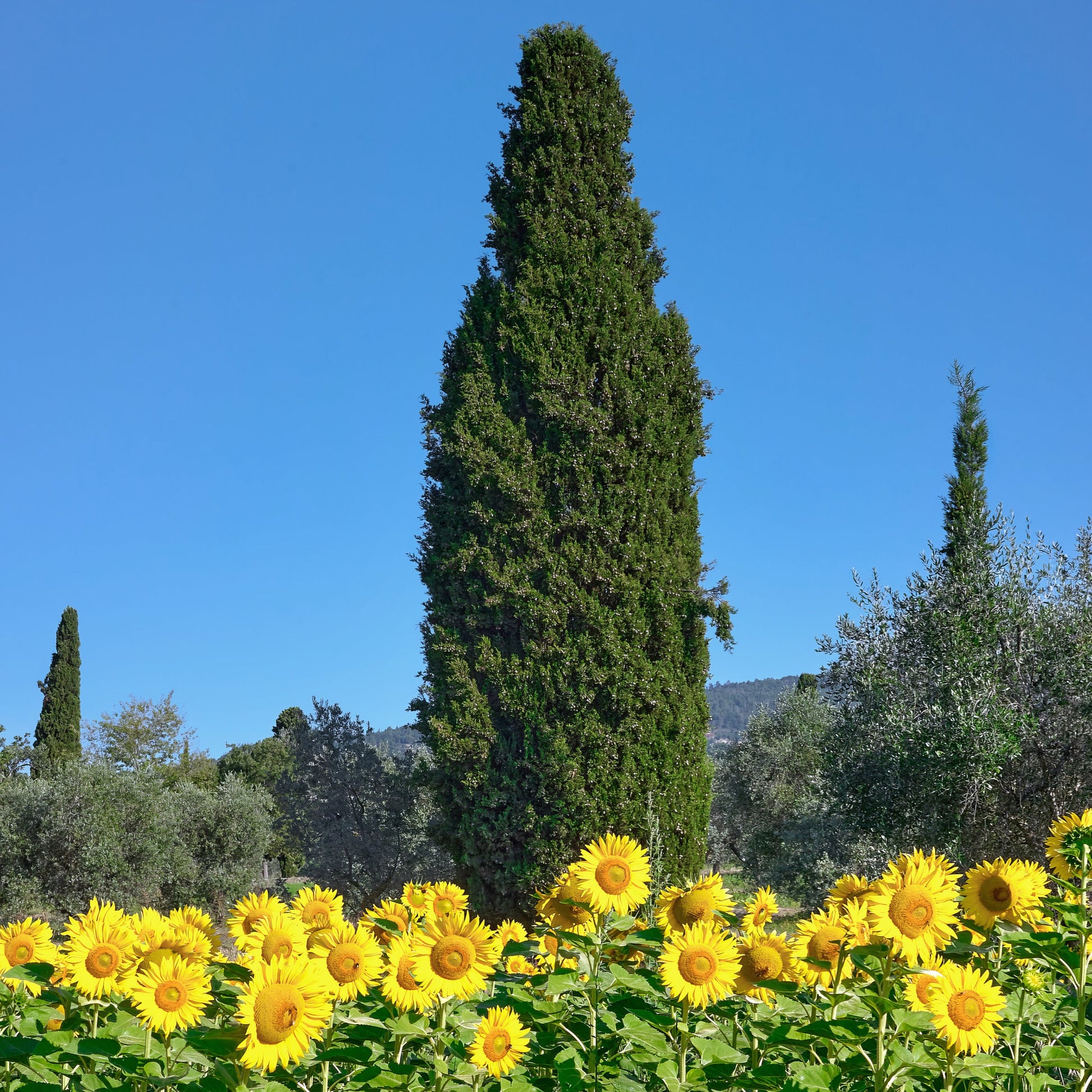Lombardy Poplar Tree - Shade Tree - Buy Online at Barely Rooted