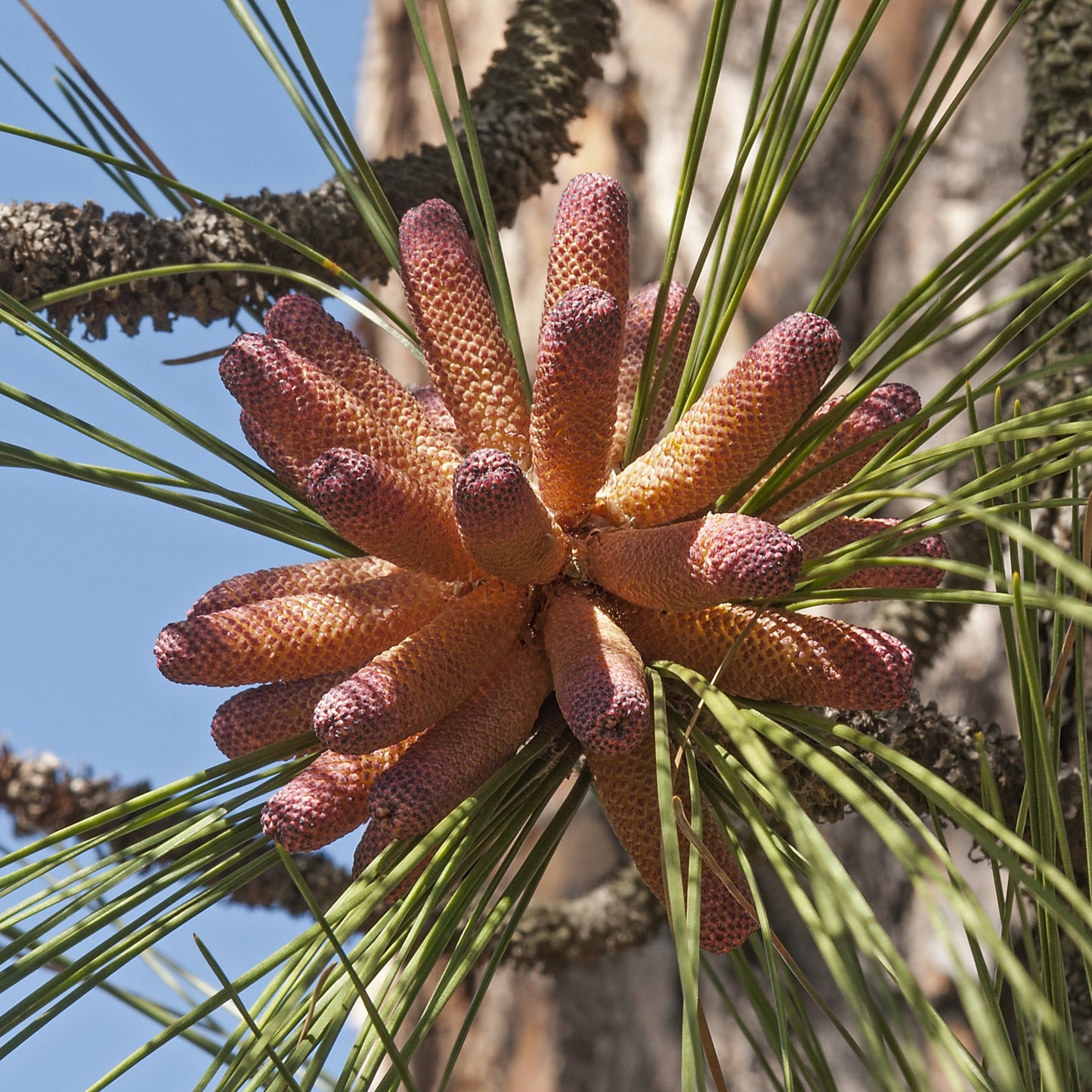 Longleaf Pine Tree