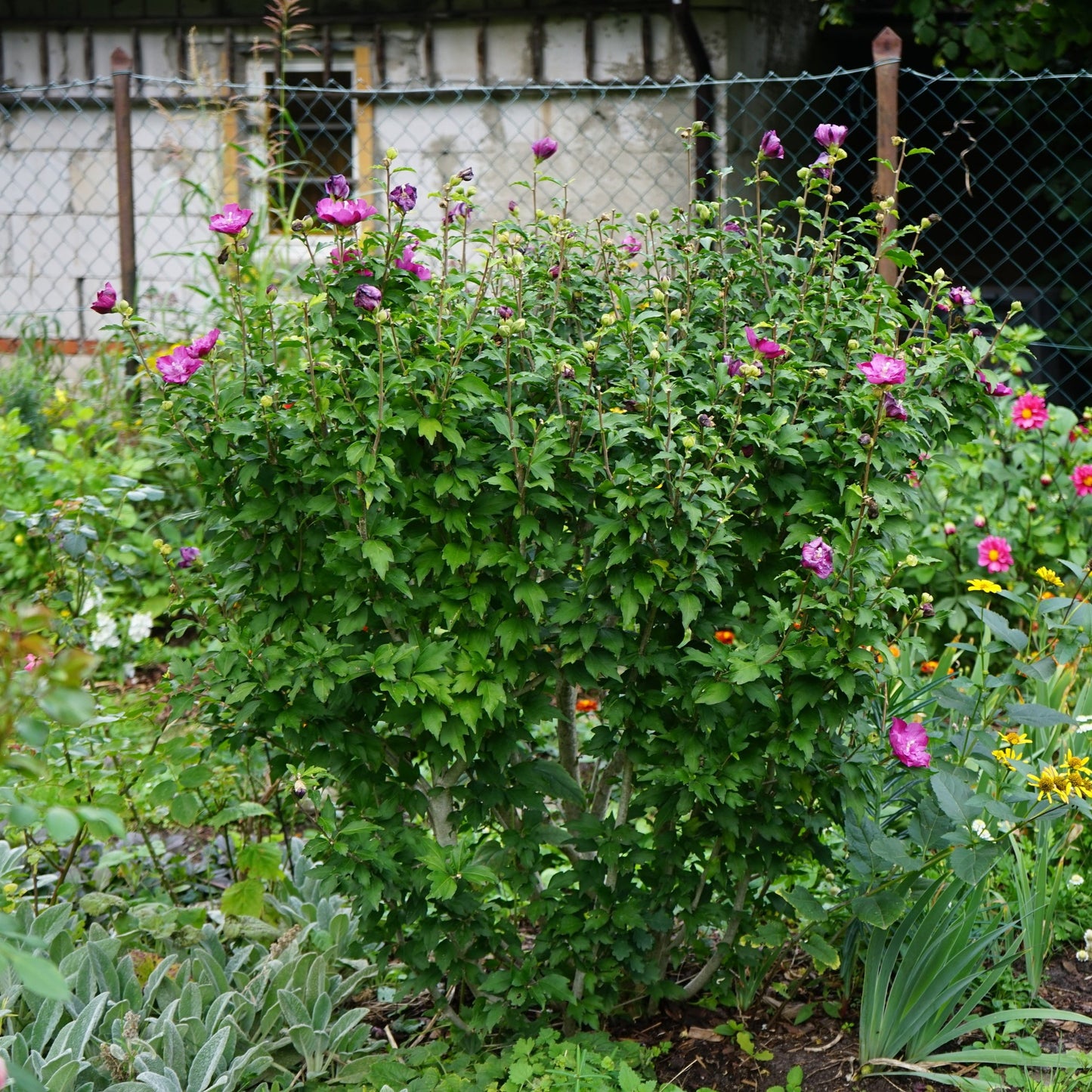 Lucy Althea Bush - Flowering Shrub - Buy Online at Barely Rooted