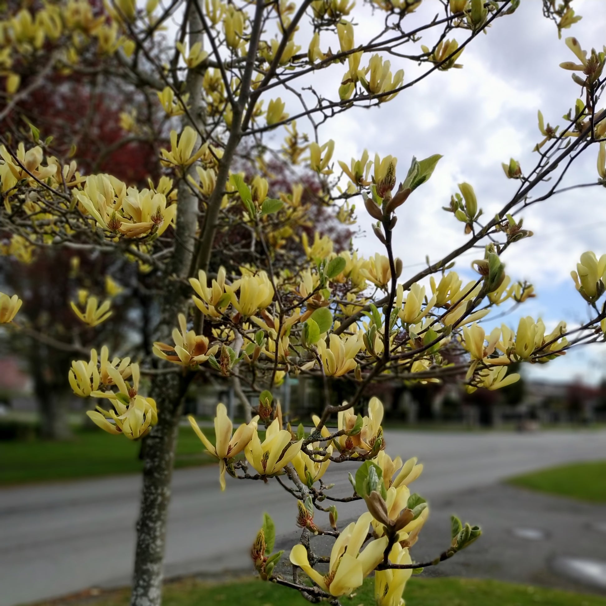 Butterflies Magnolia Tree - Flowering Tree - Buy Online at Barely Rooted
