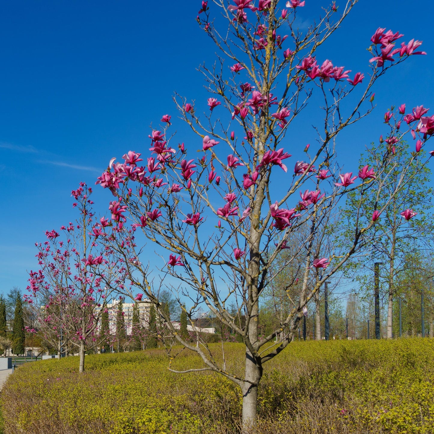 Saucer Magnolia Tree - Flowering Tree - Buy Online at Barely Rooted