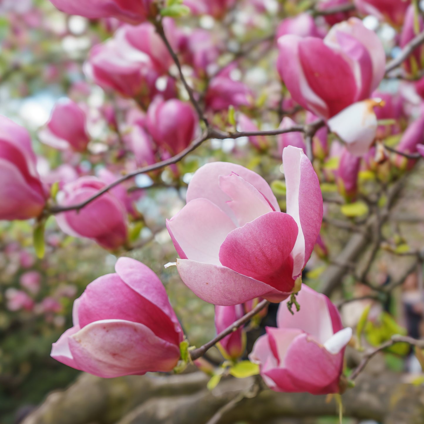 Saucer Magnolia Tree - Flowering Tree - Buy Online at Barely Rooted