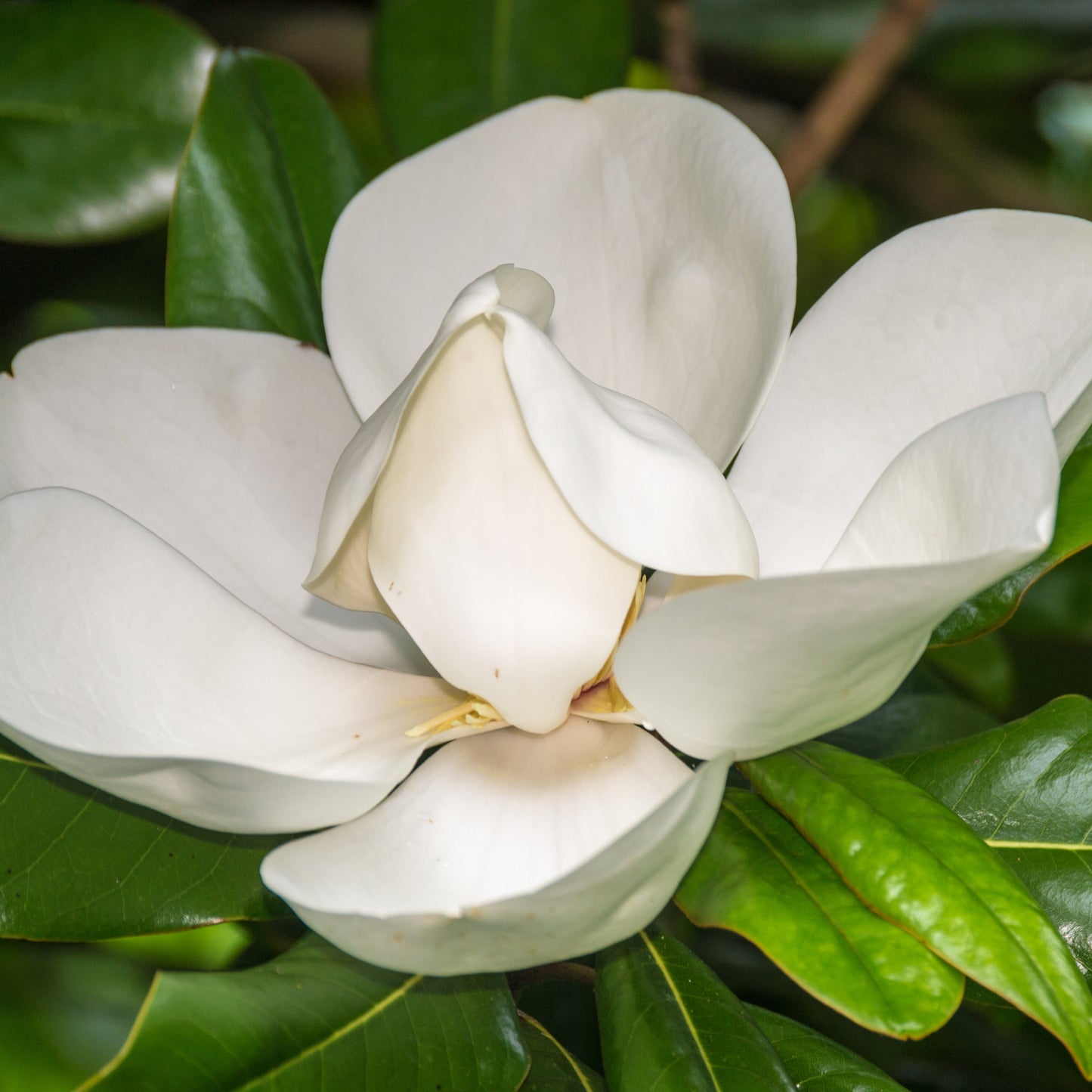 Southern Magnolia Tree - Flowering Tree - Buy Online at Barely Rooted