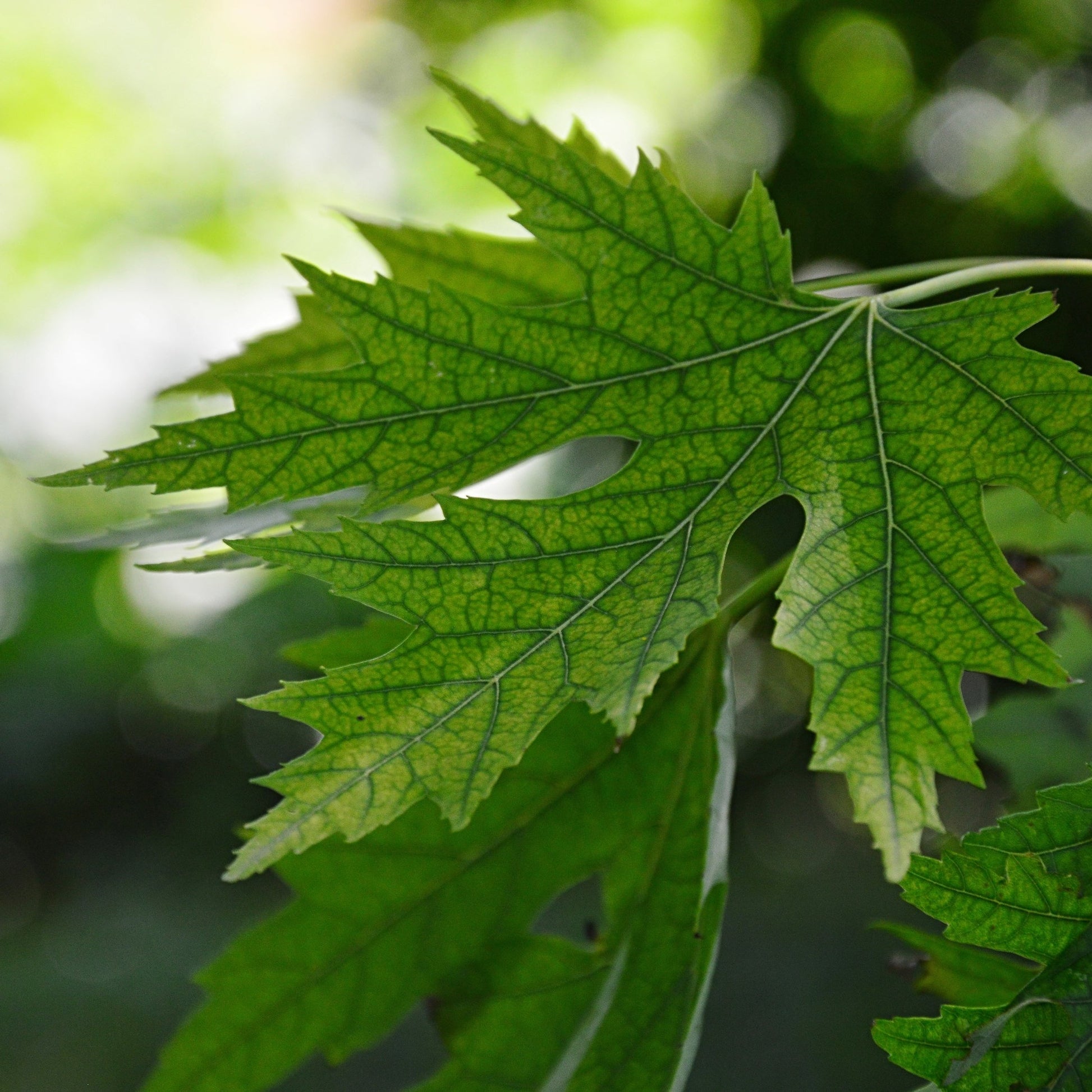Silver Maple Tree - Shade Tree - Buy Online at Barely Rooted