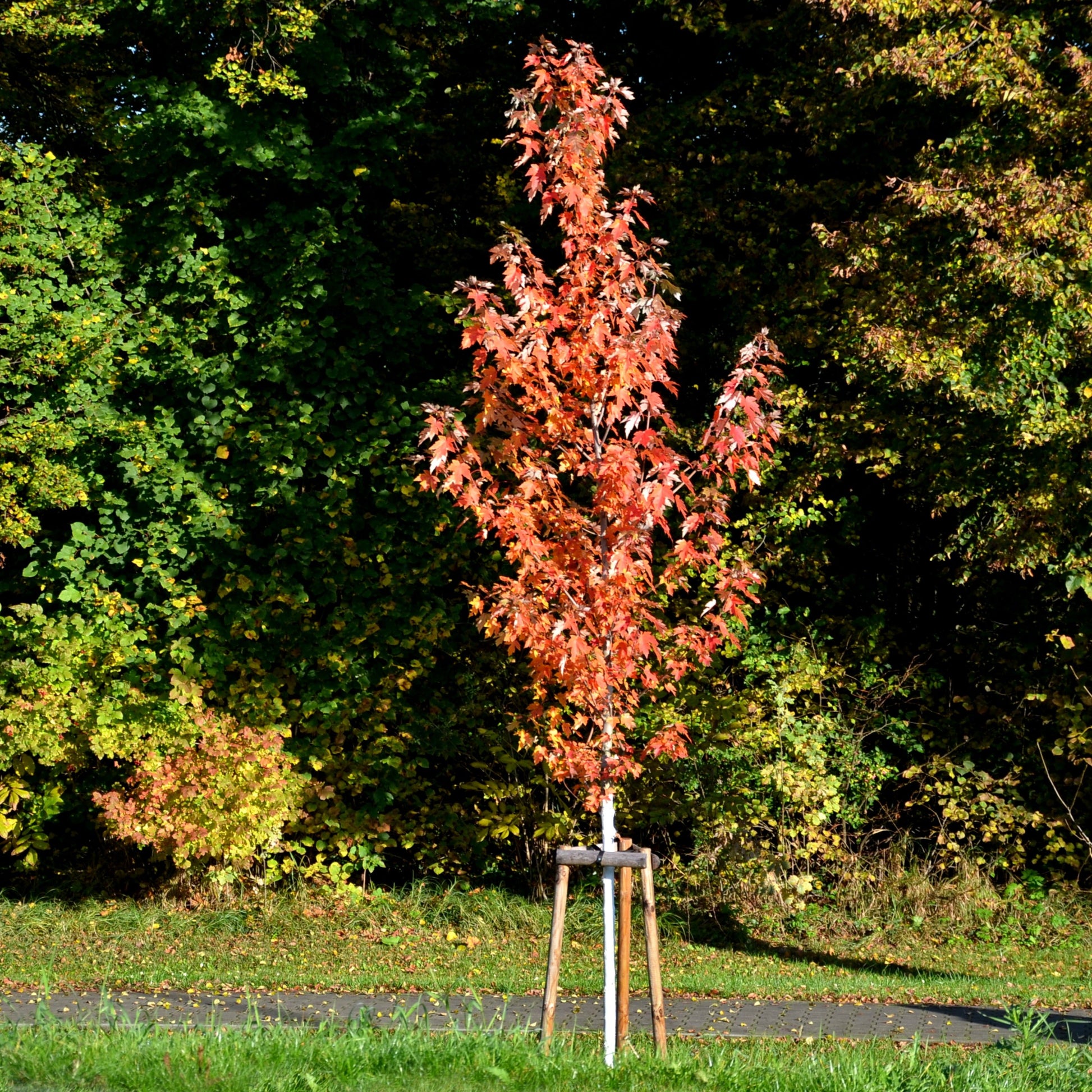 Silver Maple Tree - Shade Tree - Buy Online at Barely Rooted