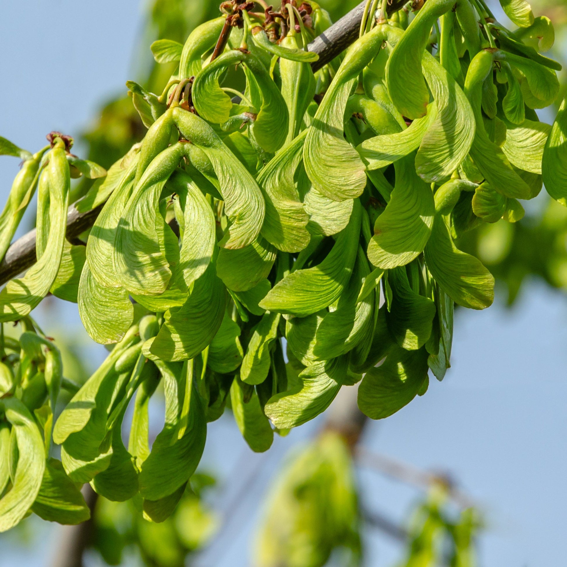 Silver Maple Tree - Shade Tree - Buy Online at Barely Rooted