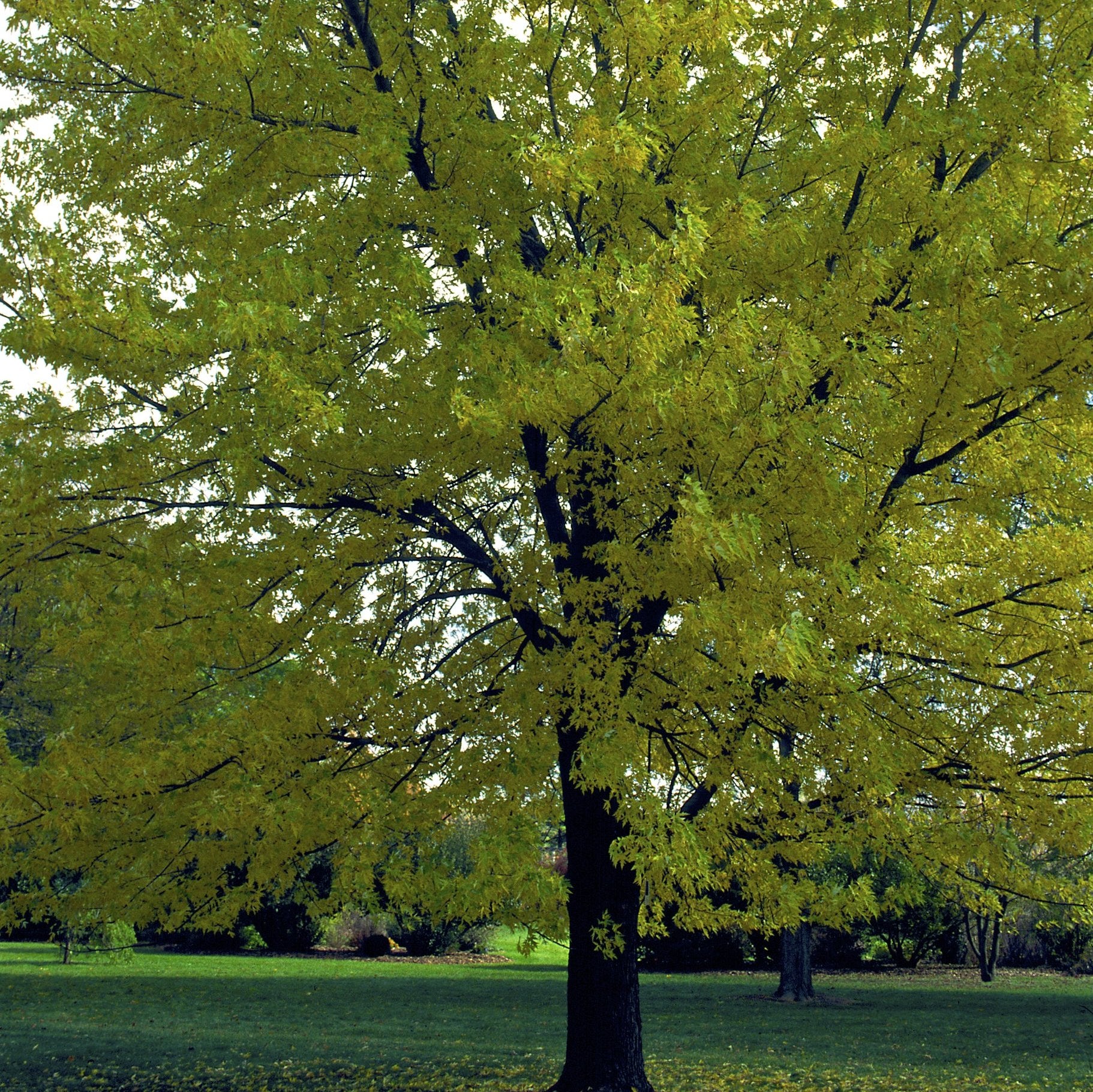 Silver Maple Tree - Shade Tree - Buy Online at Barely Rooted