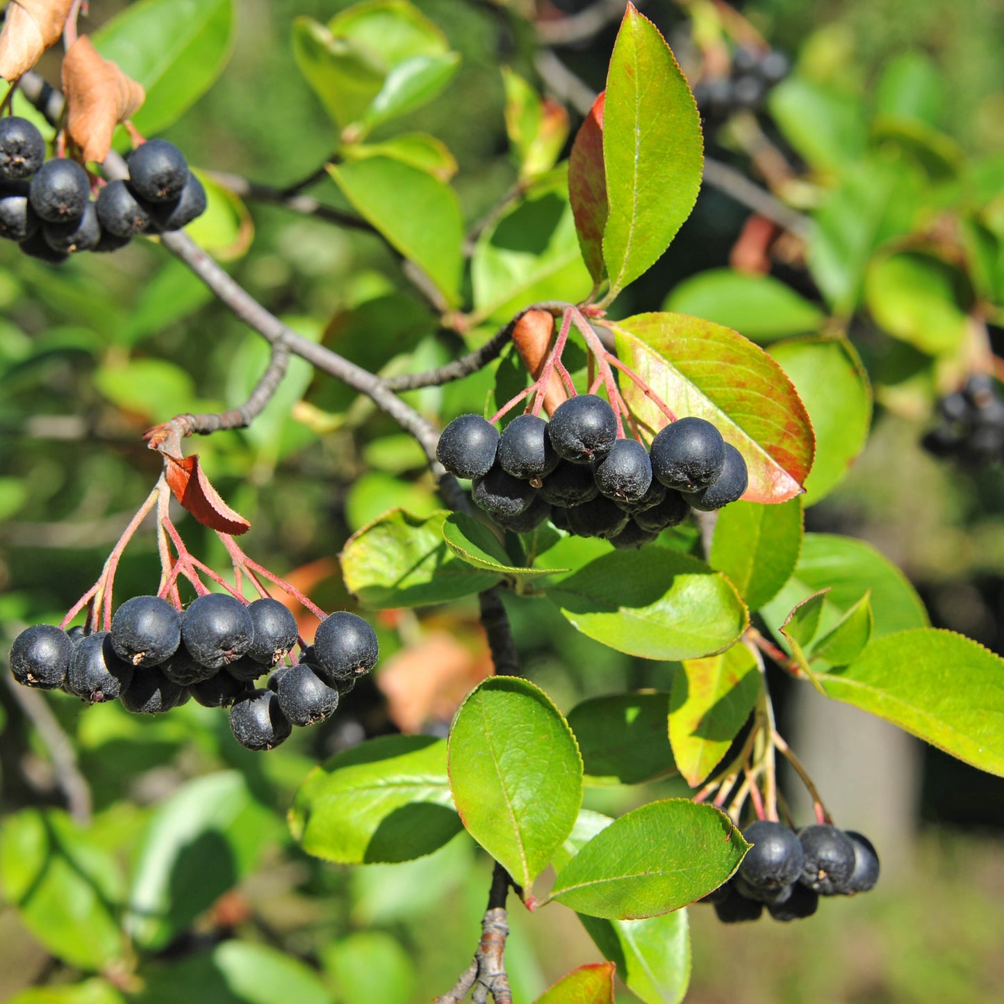 Chokeberry Black McKenzie - Flowering Shrub - Buy Online at Barely Rooted