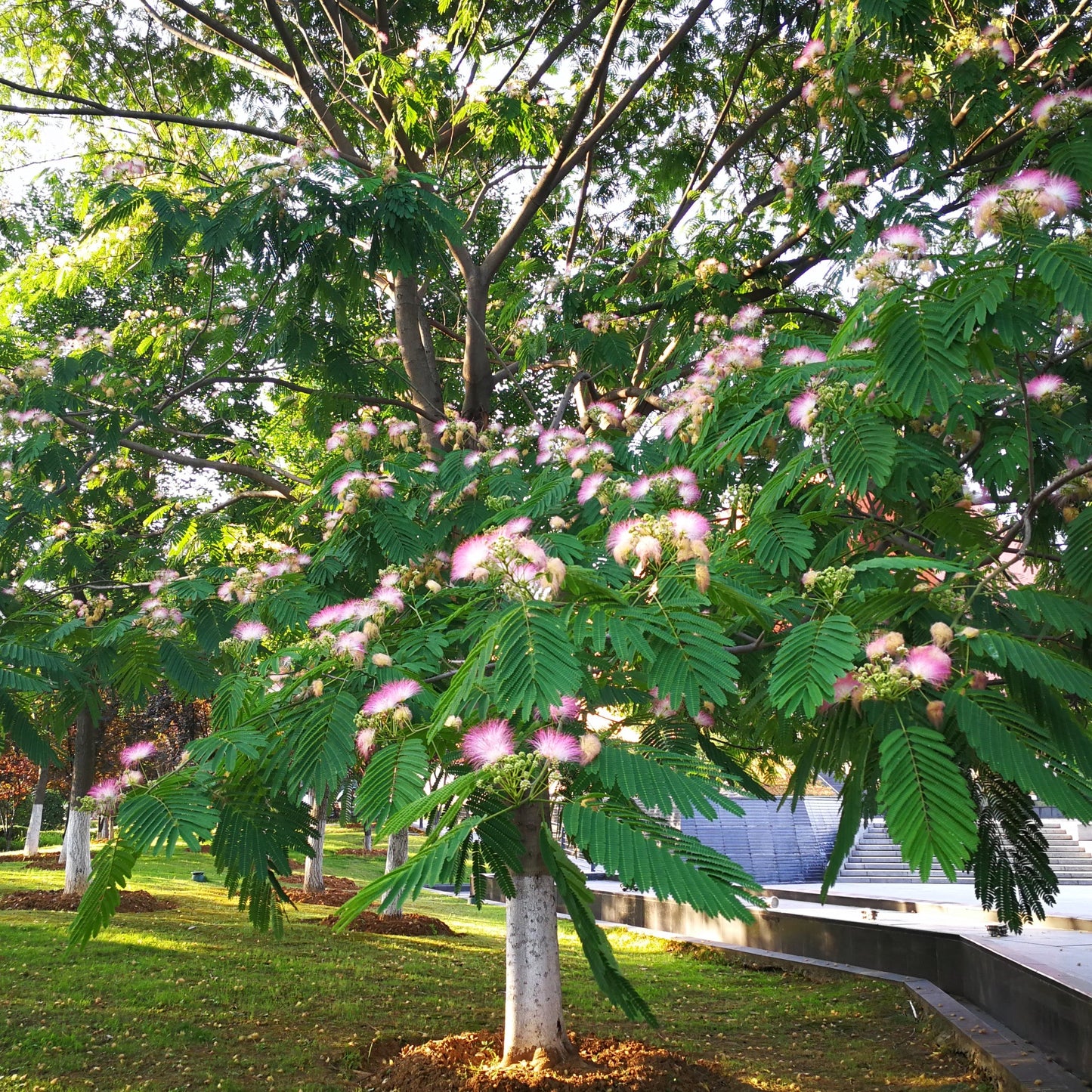 Mimosa Tree - Flowering Tree - Buy Online at Barely Rooted